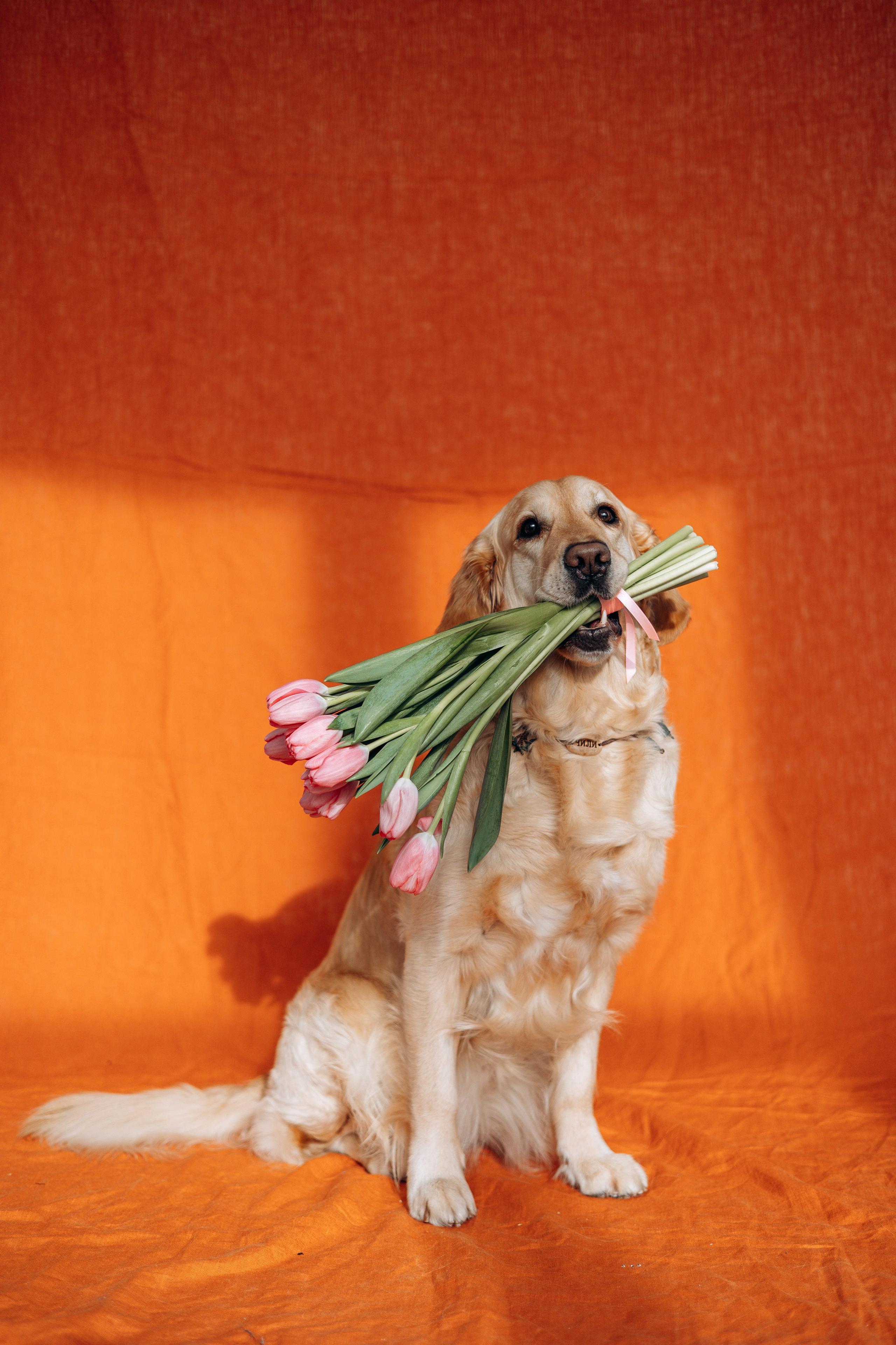 Марина и Чили. Фотограф — Анималист | Санкт-Петербург