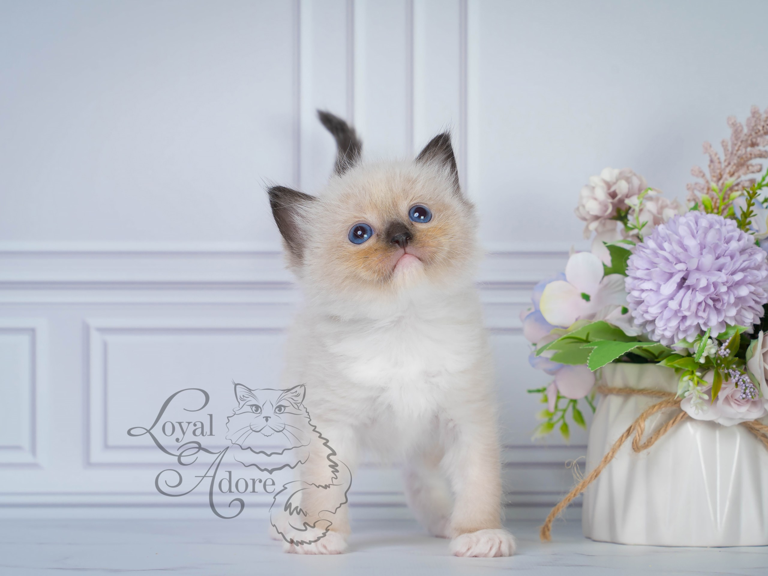 Котята рэгдолл от Loyal Adore. Питомник рэгдолл Loyal Adore