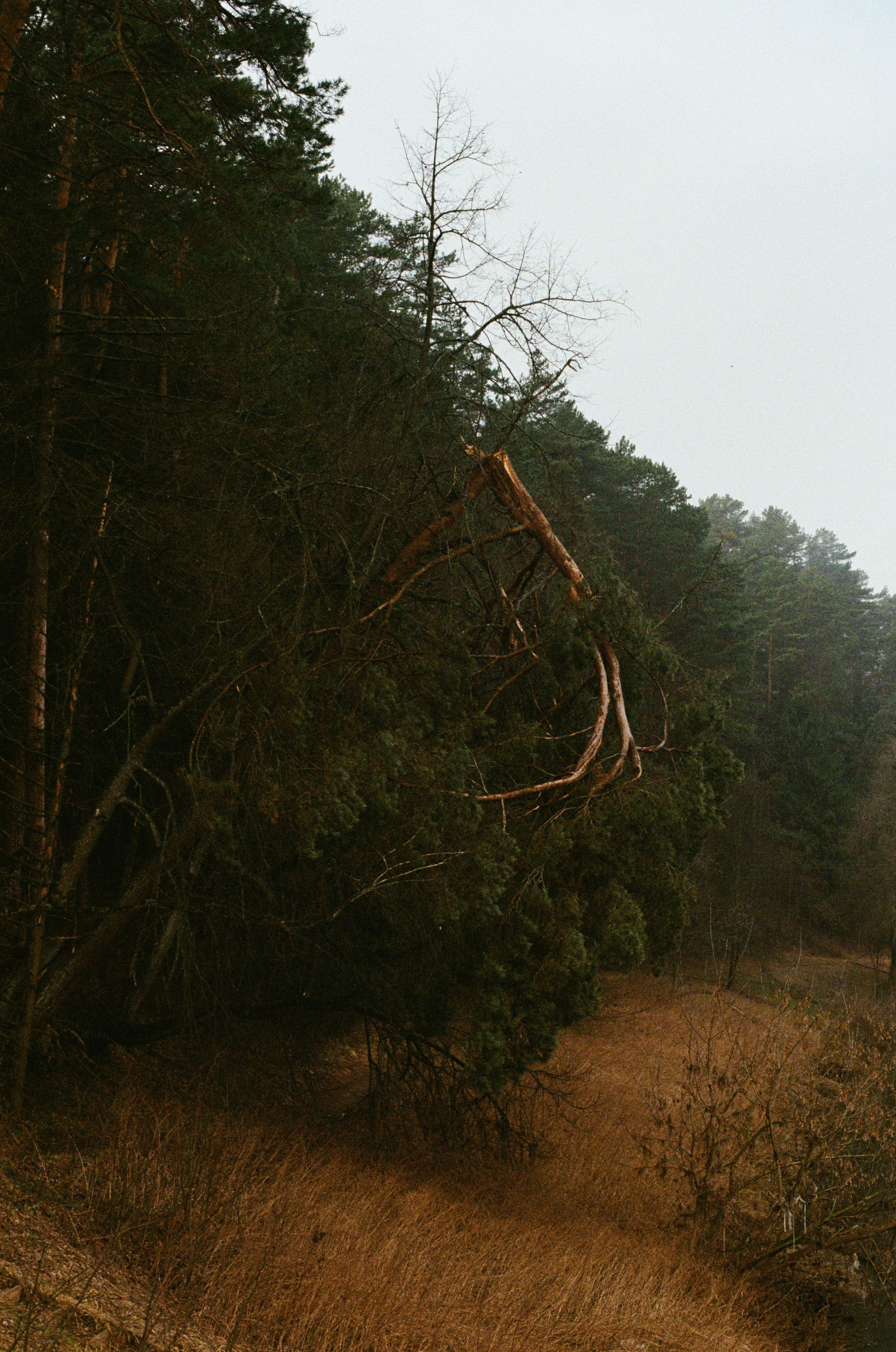 Grain. Artem Khusainov