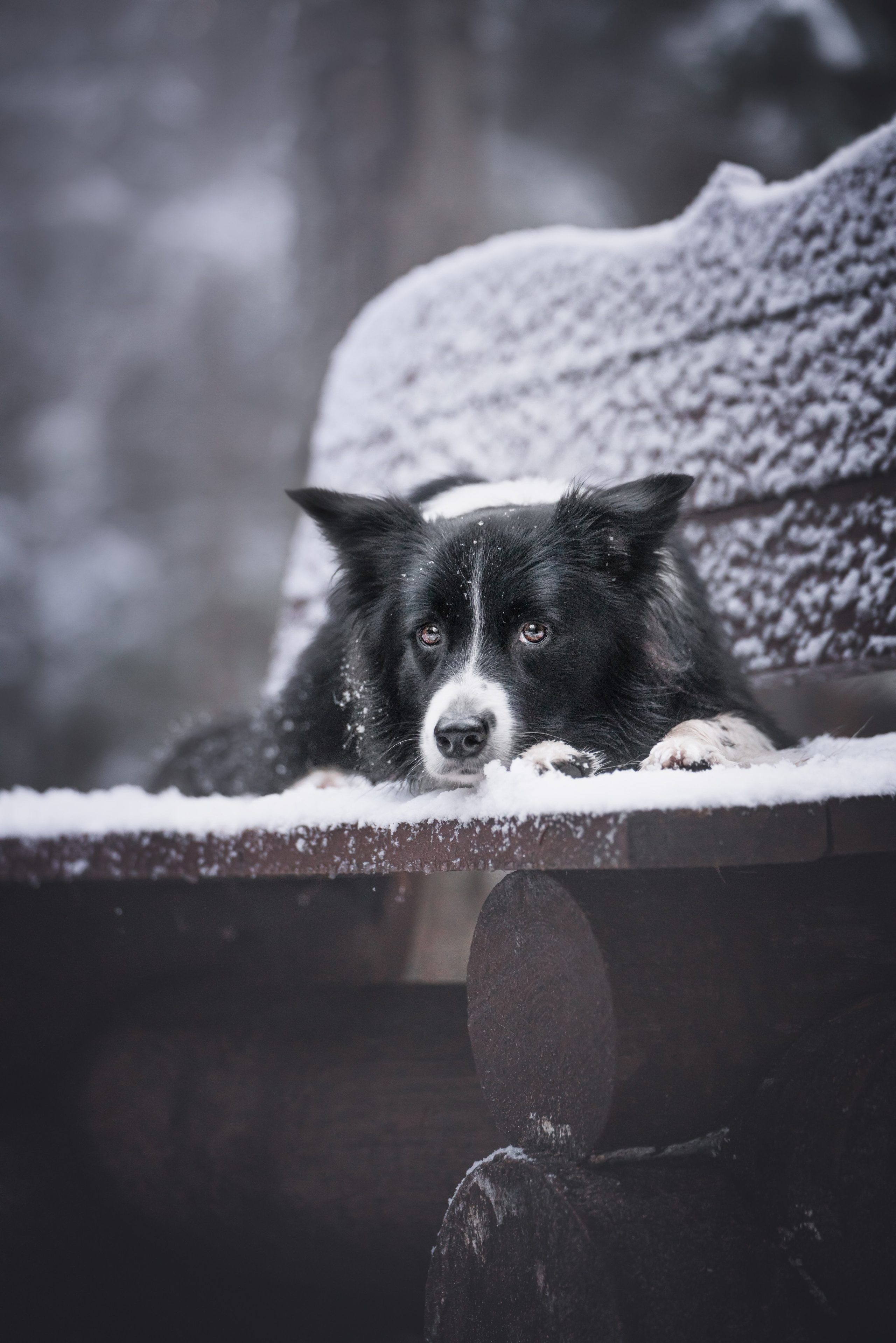 Маккензи. Фотограф анималист Осипчикова Мария