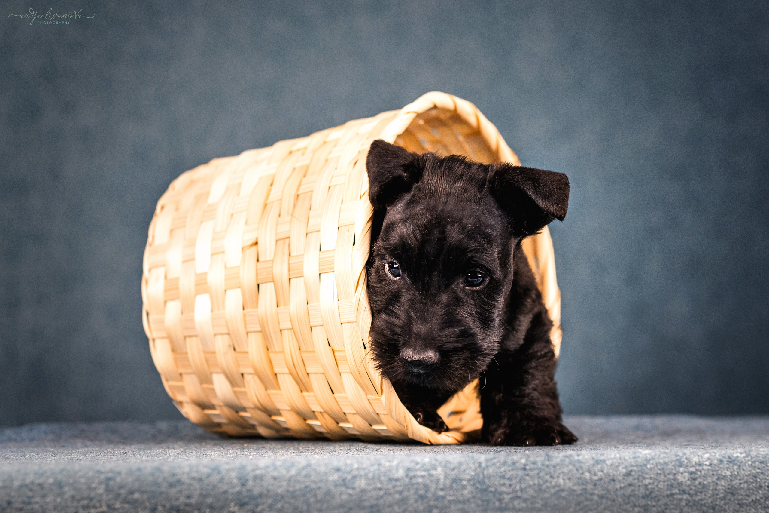 Скотти. Фотограф анималист Аня Ливанова | Рыбинск