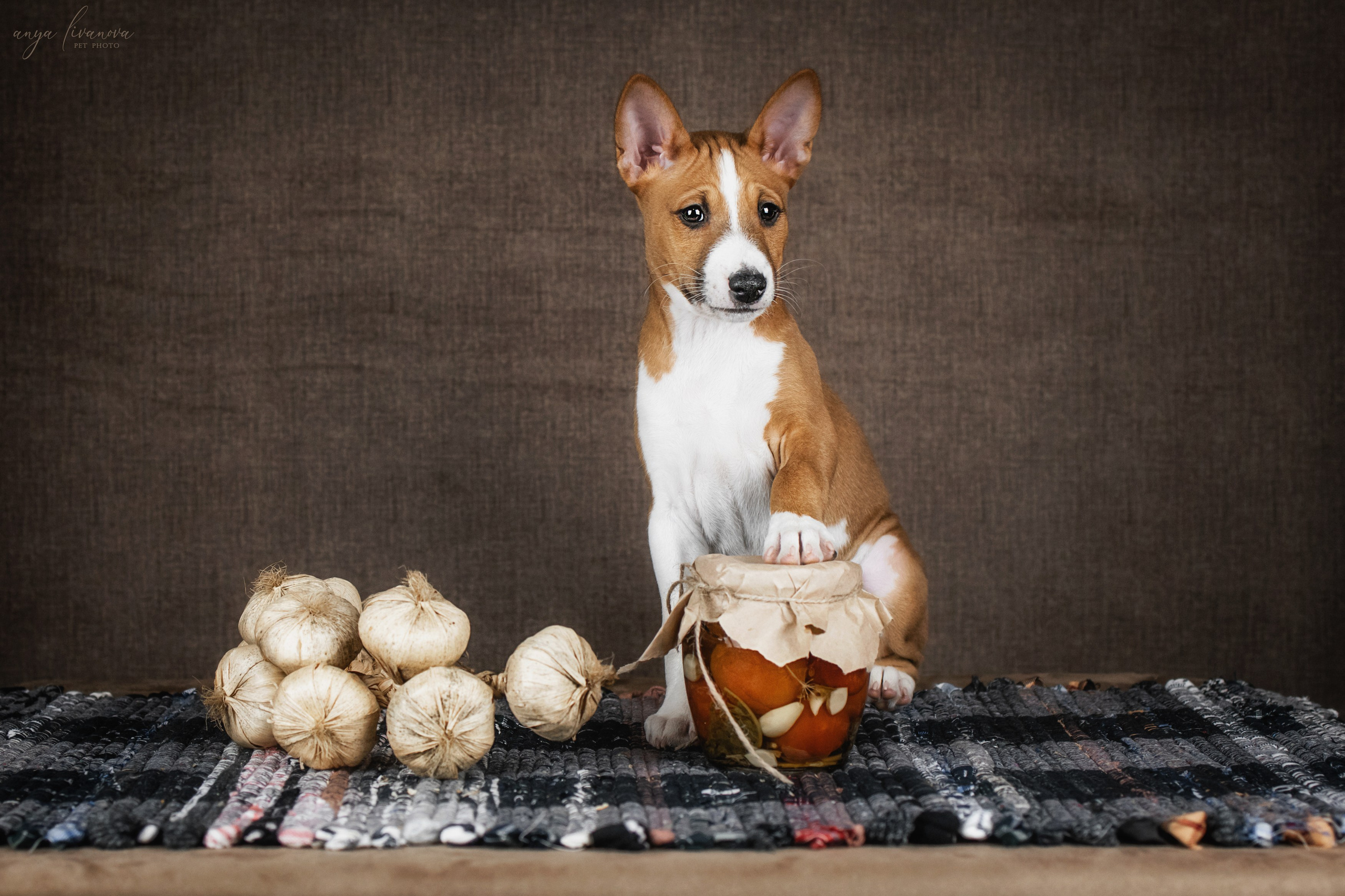 Басенджи. Фотограф анималист Аня Ливанова | Рыбинск