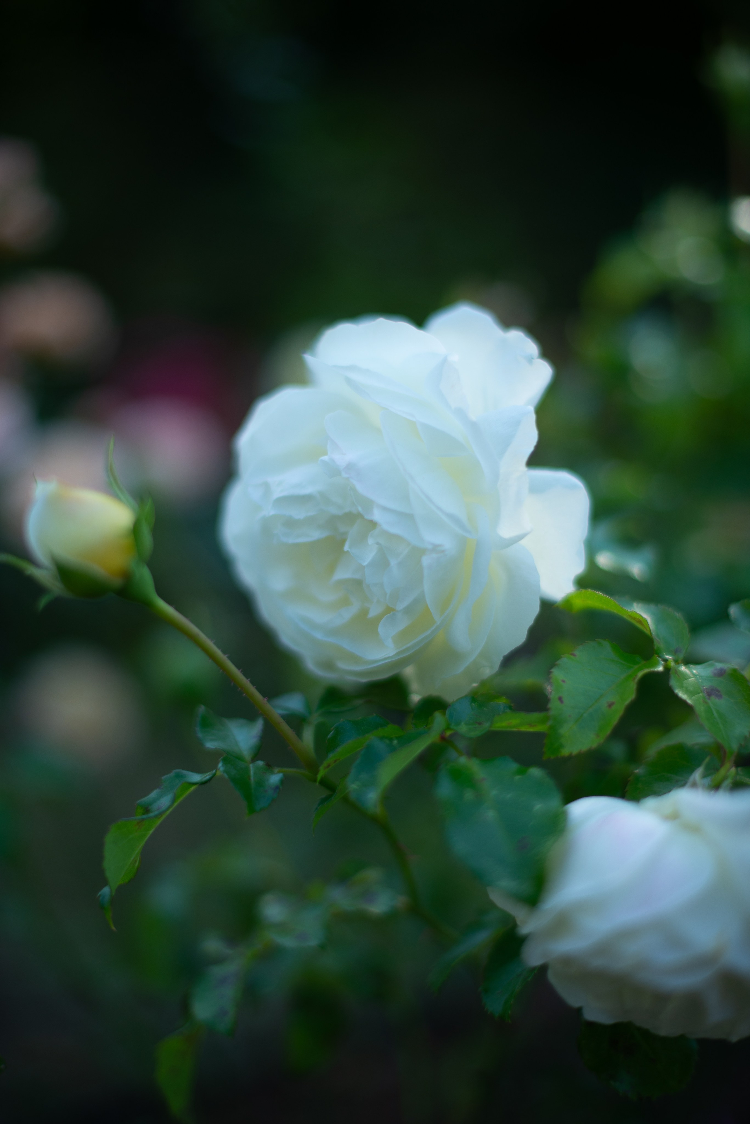 Цветы сада МГУ. Victoria Radjevna Репортажный Фотограф — Видеограф Москва • Санкт-Петербург