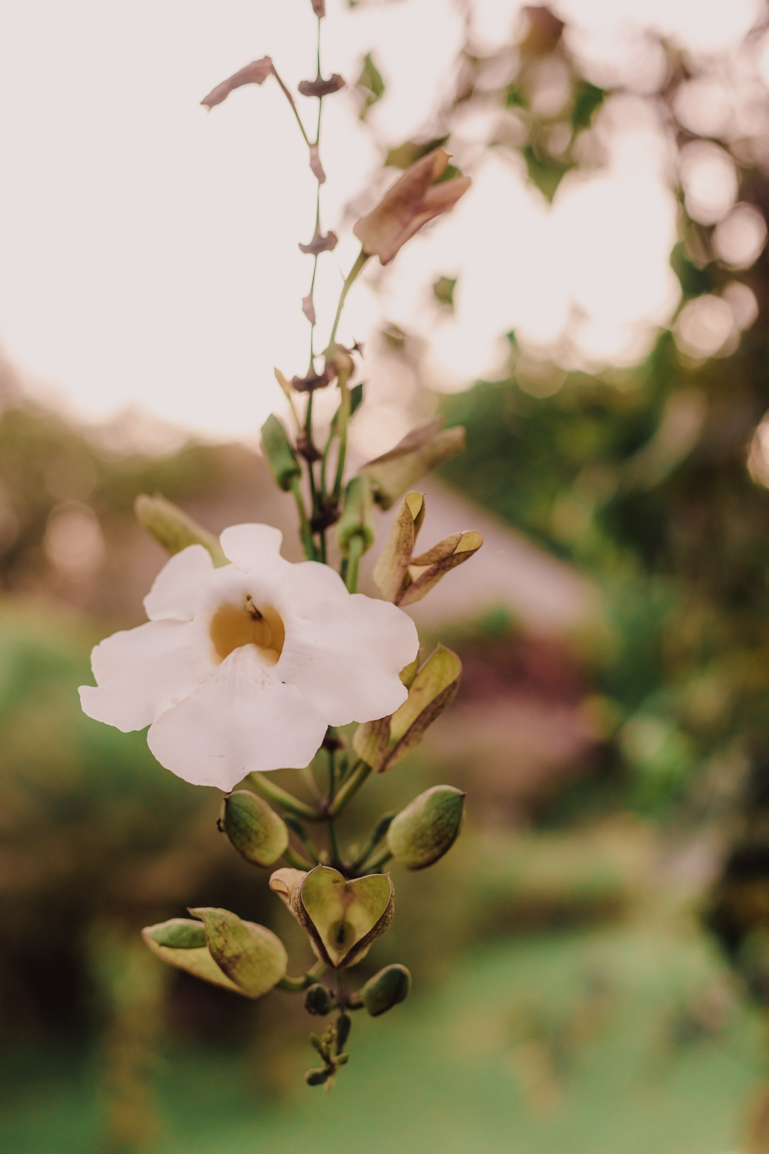 Love & honey. Mariam Bagdasaryan