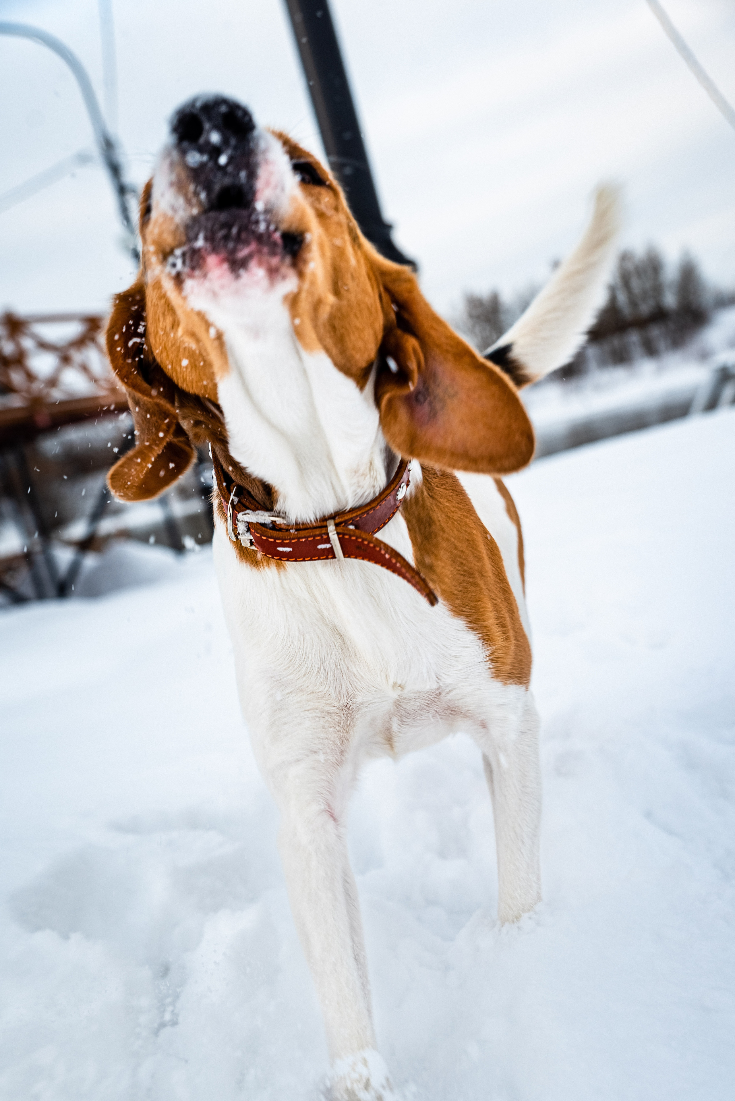 Чудо-собака. Портретный и предметный фотограф — Москва, Коломна, юго-восток Моск.обл