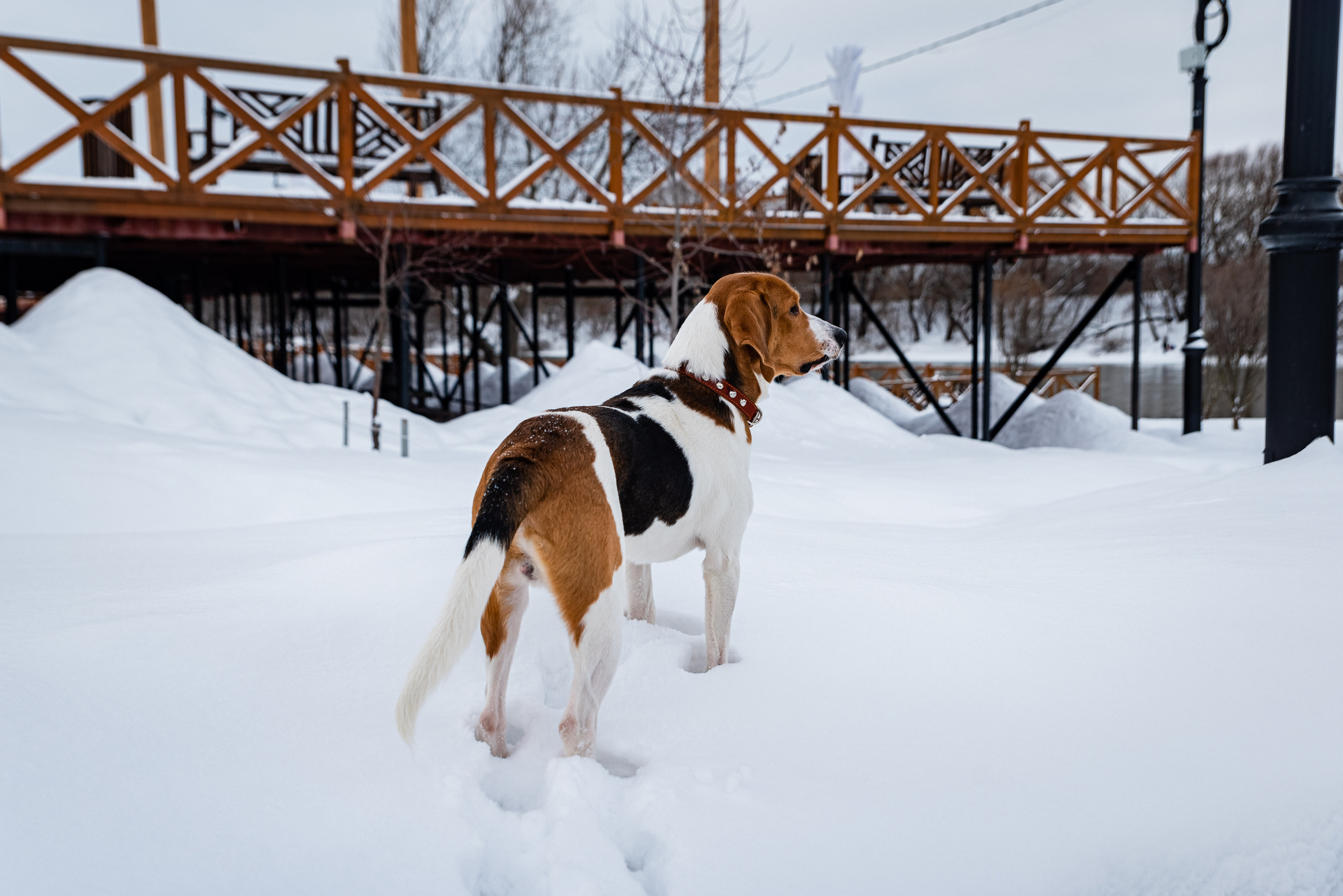 Чудо-собака. Портретный и предметный фотограф — Москва, Коломна, юго-восток Моск.обл