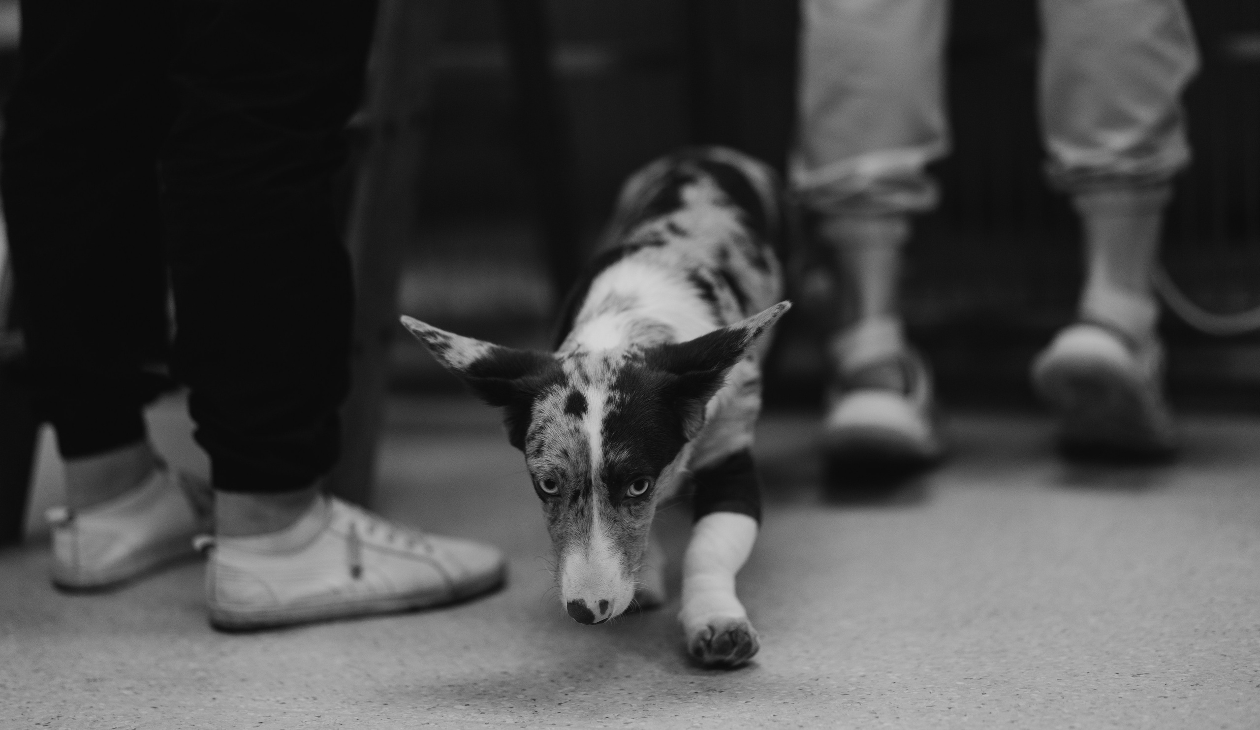 VetLife. Татьяна Афонина | Фотограф