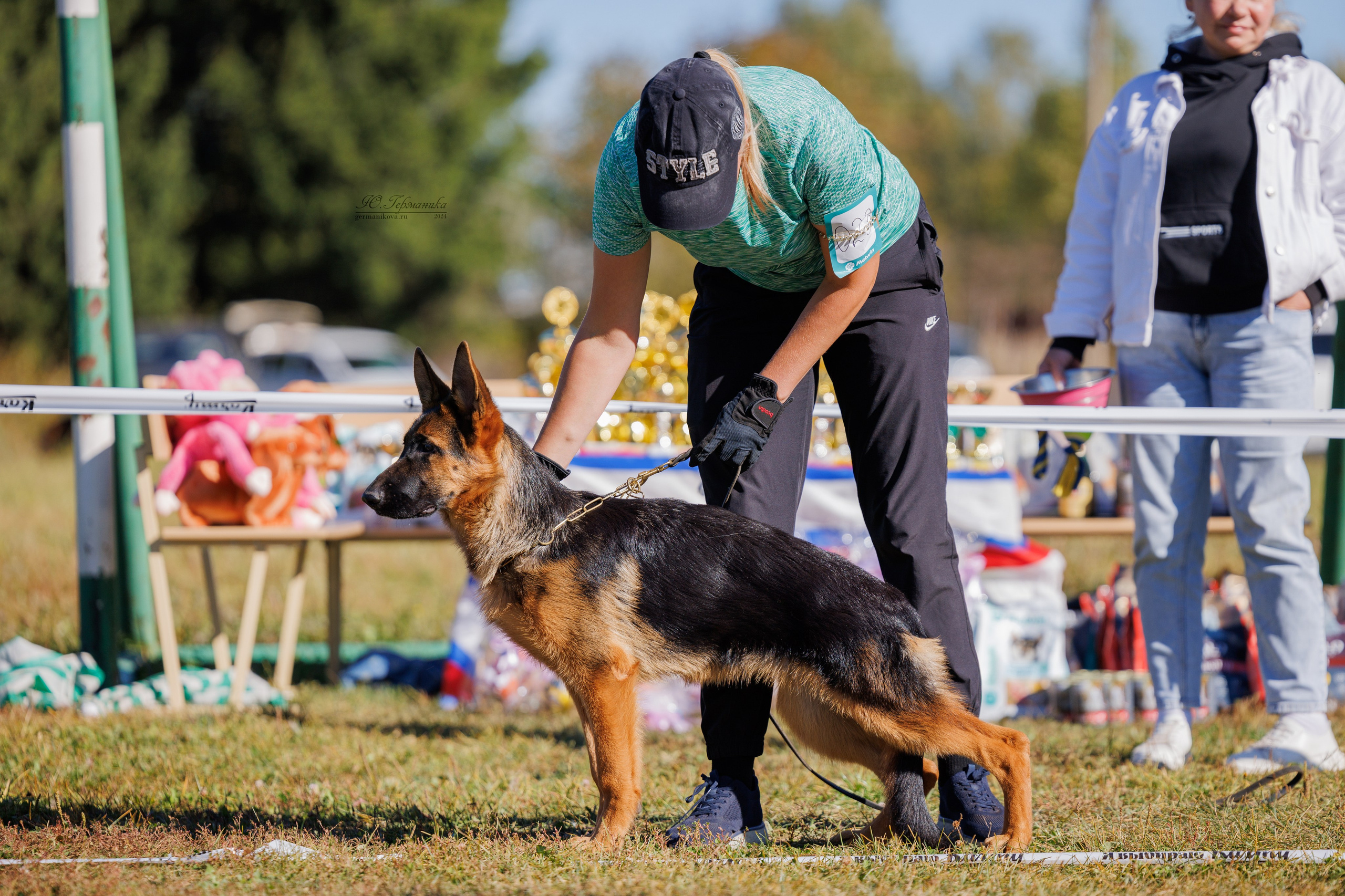 Тверь немецкие овчарки 22.09.2024. Фотограф-анималист Юлия Германика