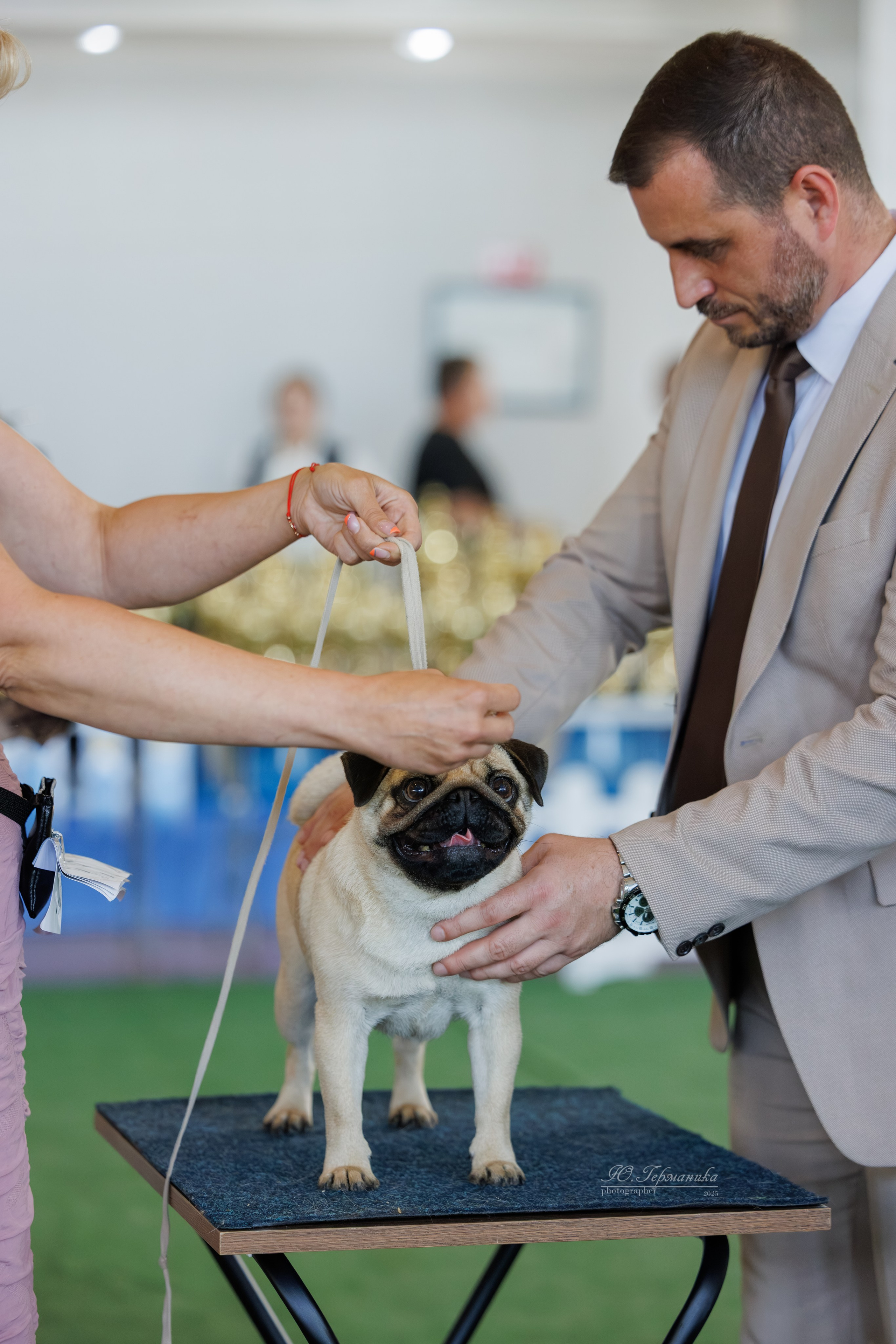 Батуми 3хCACIB 27-29.06.2025. Фотограф-анималист Юлия Германика