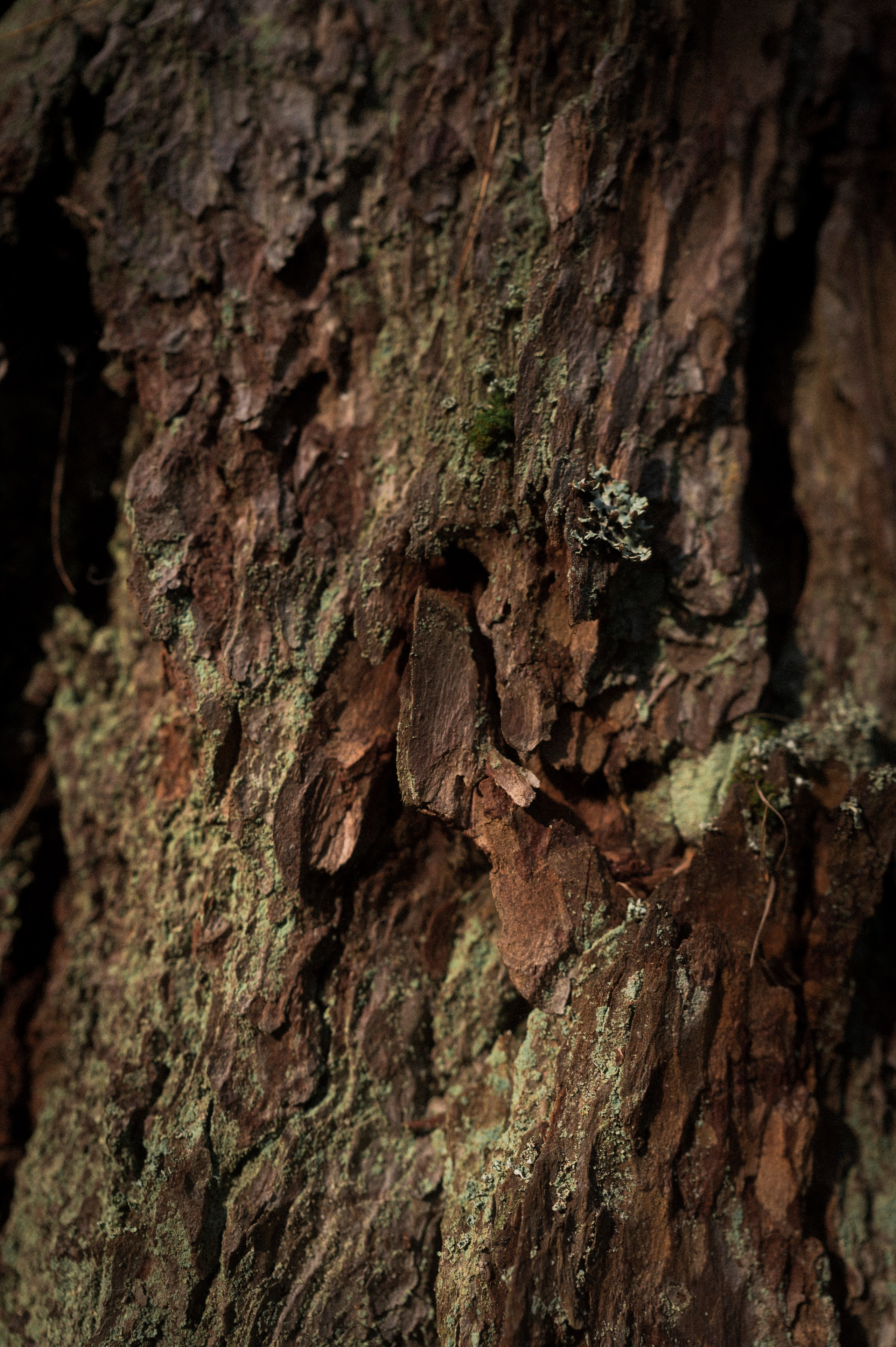 North 2024. Kartascheff