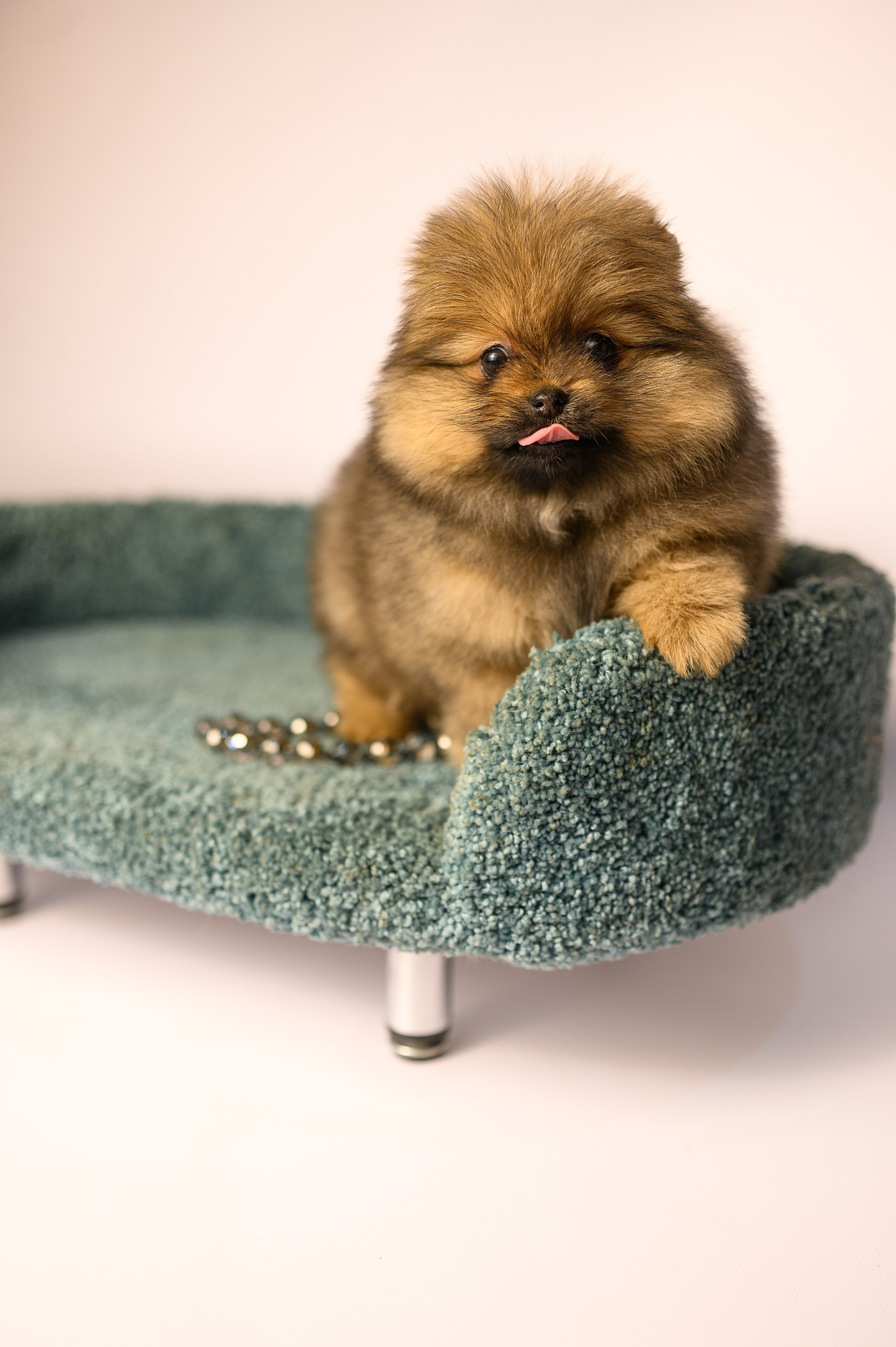 Питомник шпицев в Волгодонске. Фотограф Елизавета Жуйкова | Фотосессии в Волгодонске: портретные, лав стори, семейные