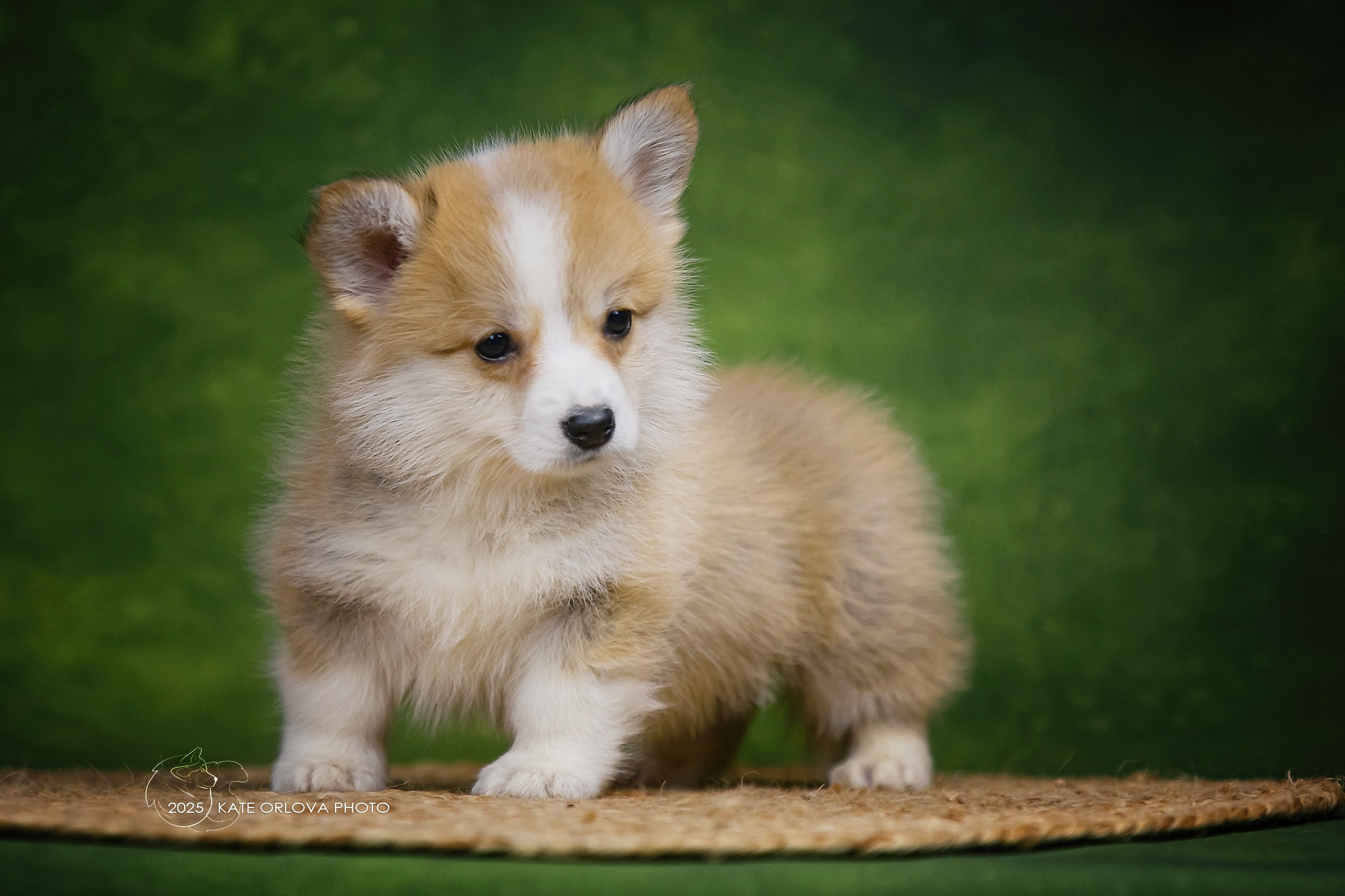 А — Кола и Цесей. Kawaii Kuma питомник собак пород Корги пемброк, Акита ину, Сиба