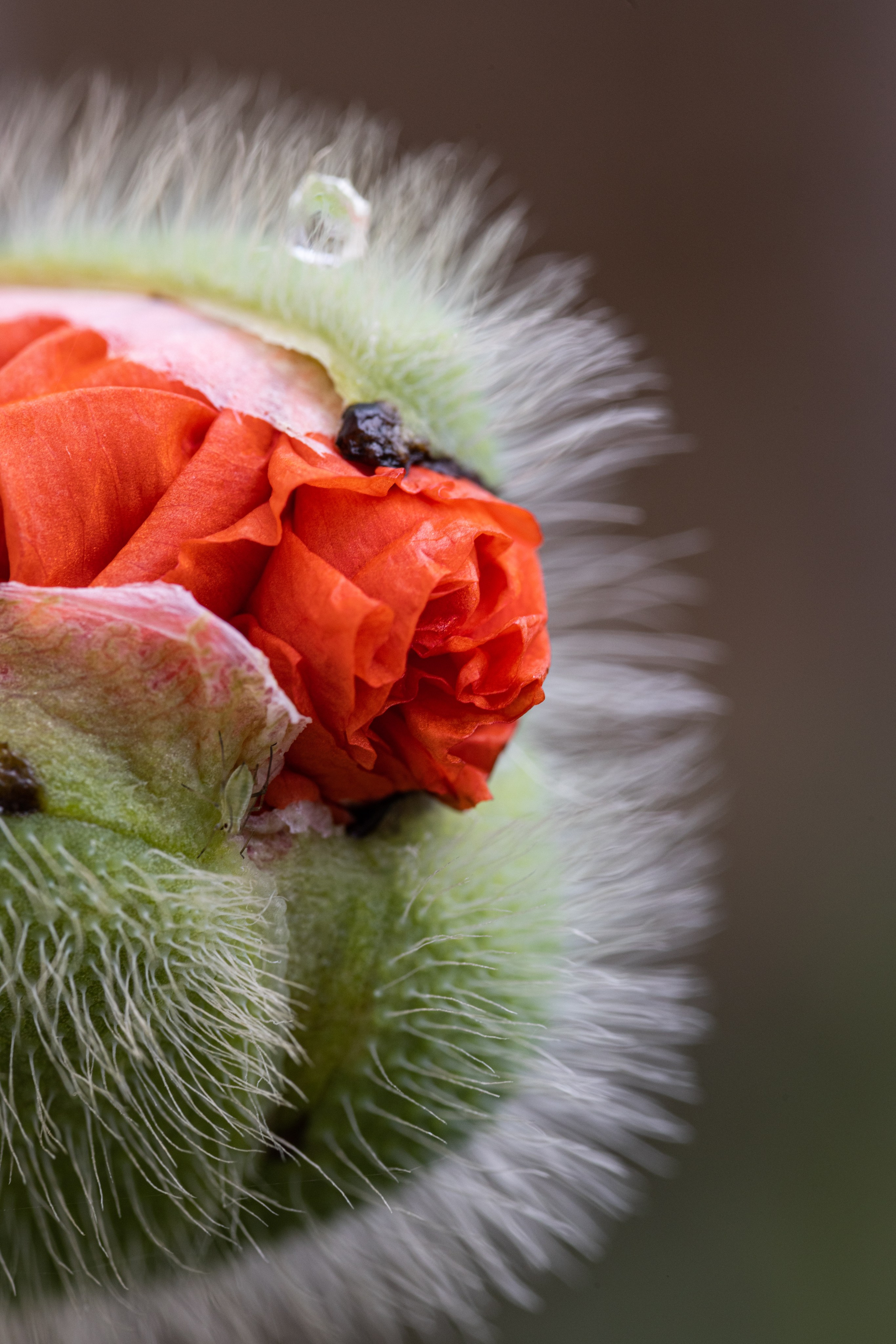 Macro. Фотограф на Юге России