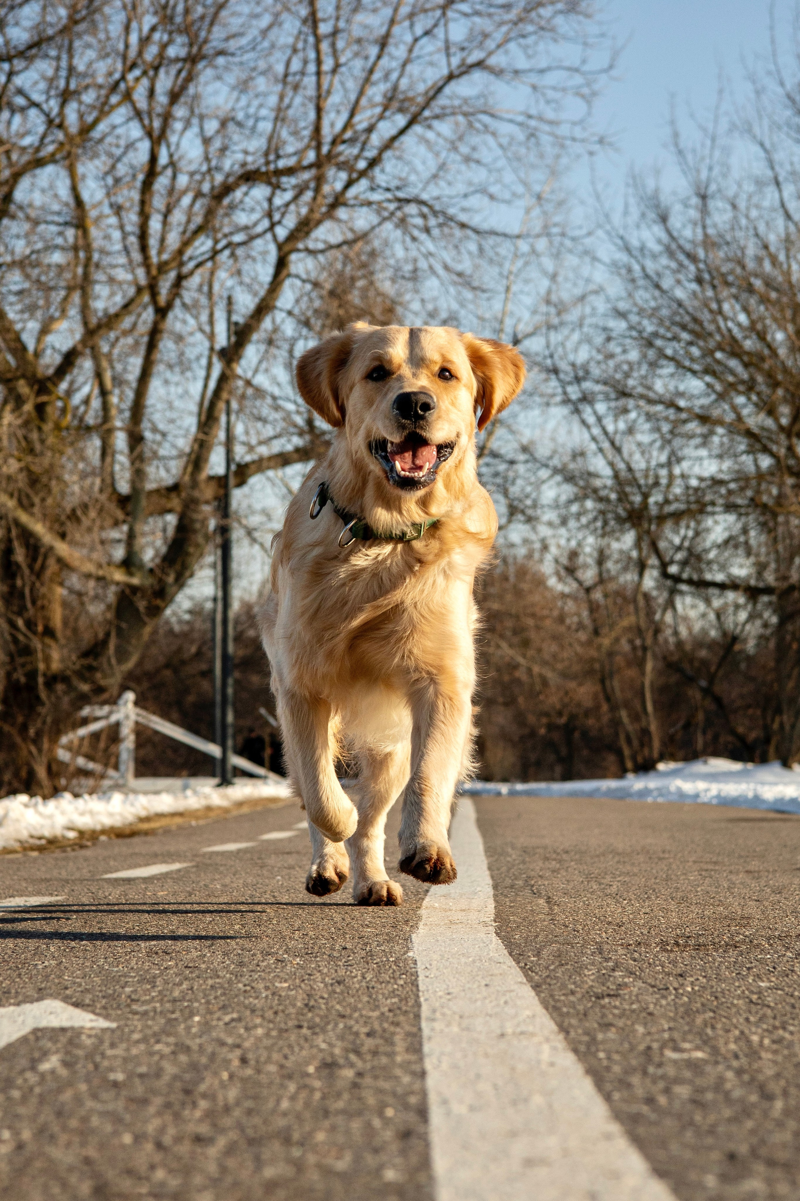 Ларри и его семья. Фотограф-анималист Ксения Шевцова|Москва