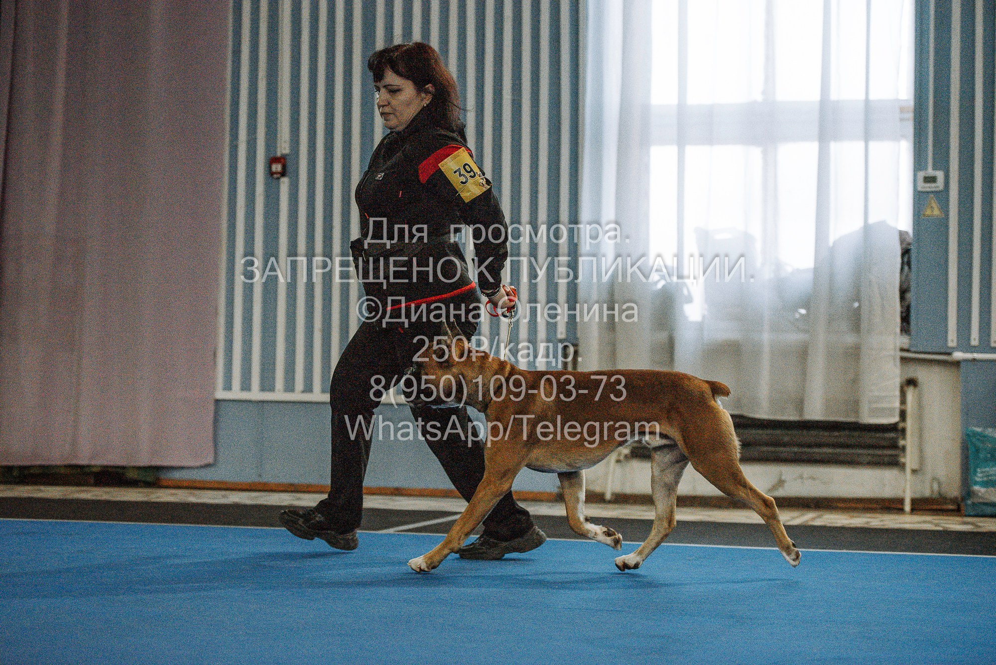 Выставка собак Красноярск 29.10.2023. Фотограф Диана Оленина Красноярск / Братск
