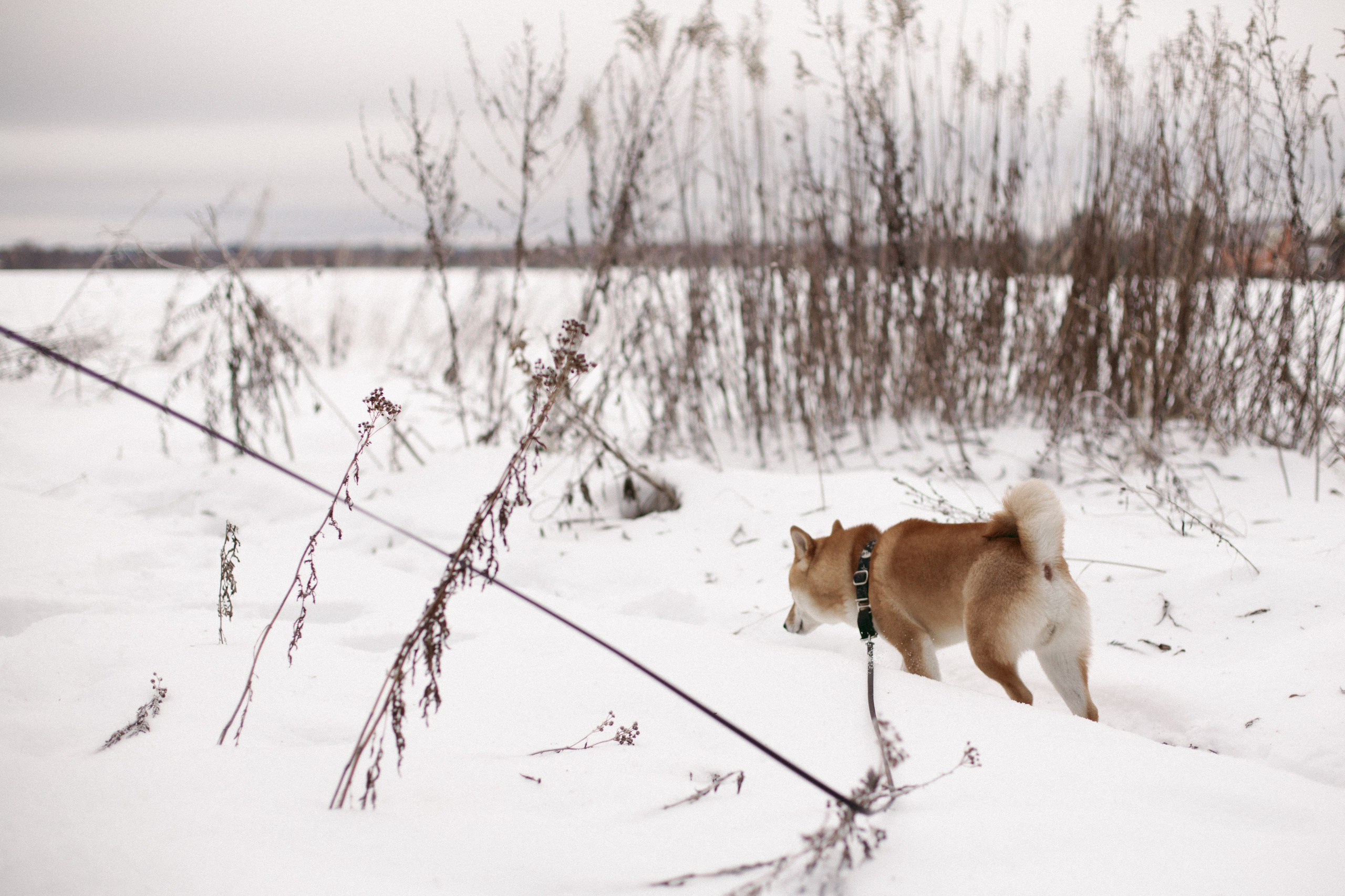 Katya, Dima, Rokki. Portrait, family and pet photographer in Cyprus, Ksenia Bourdelle