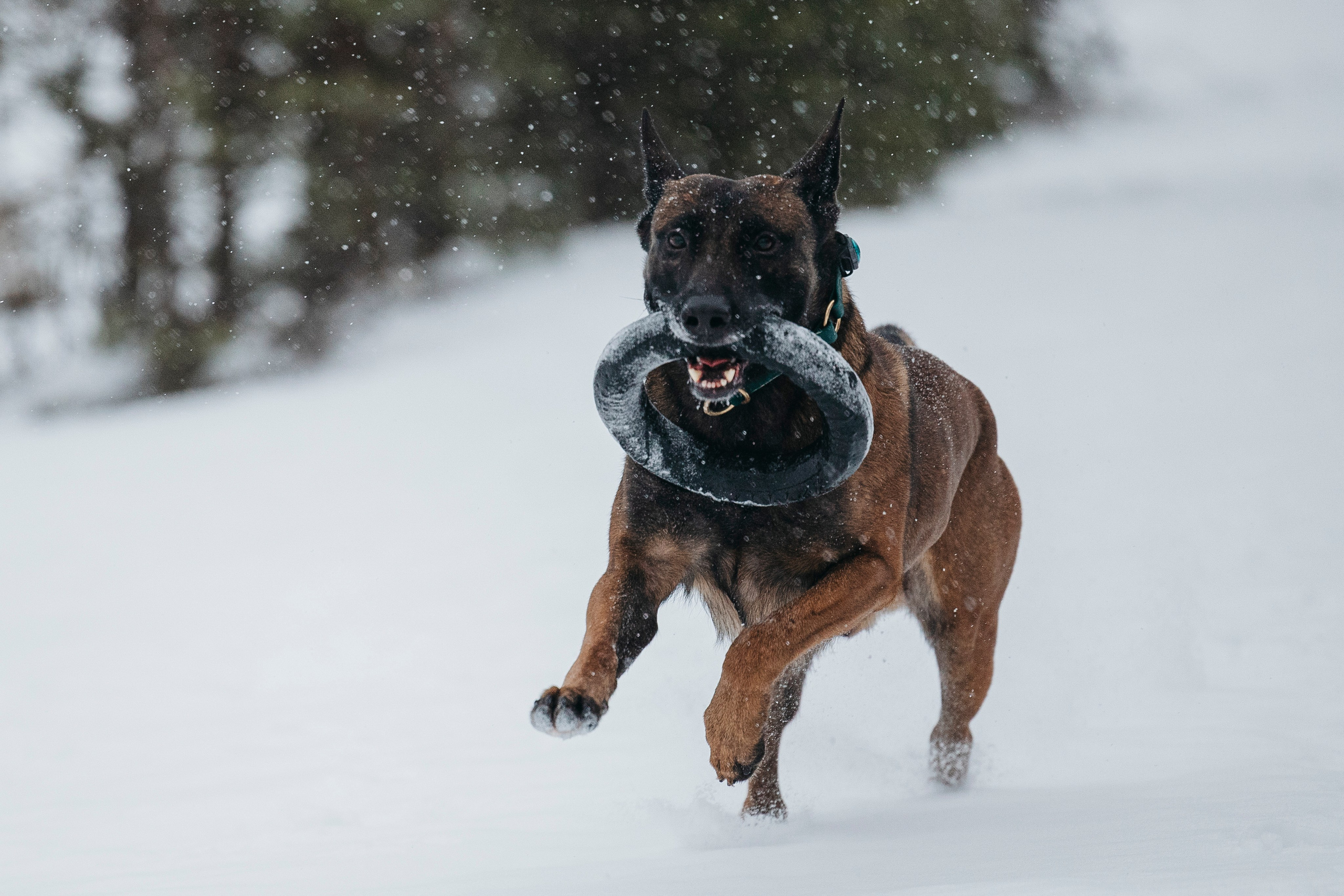 Карьер. Фотограф-анималист Анна Маринич