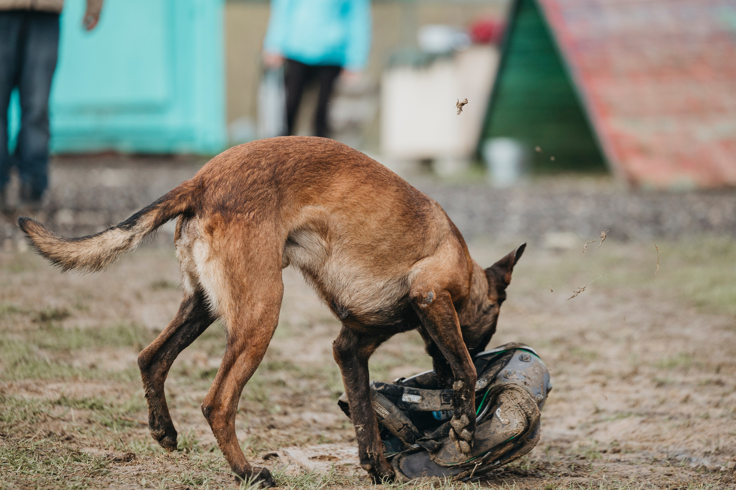 09.05.25 Вологда соревнования. Фотограф-анималист Анна Маринич