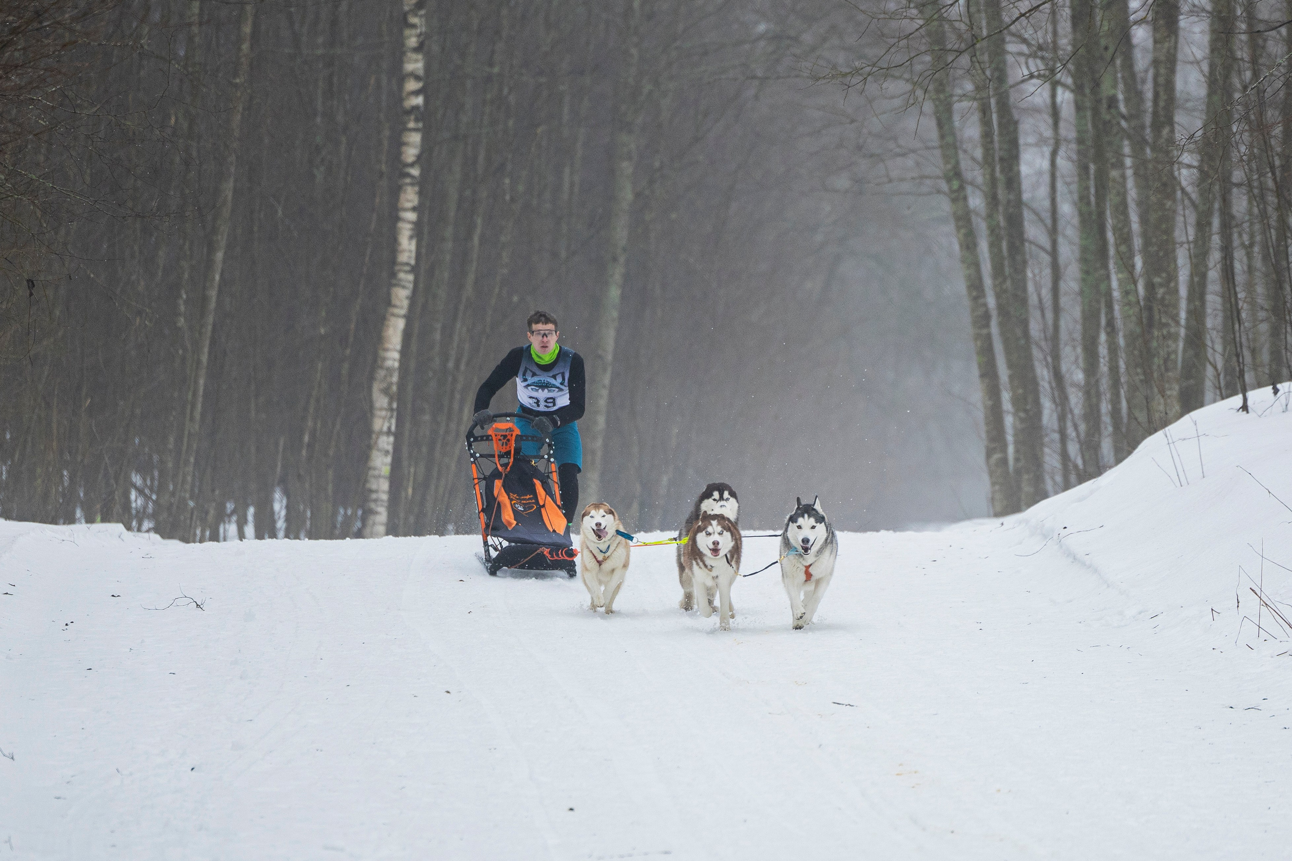 Зимний Чемпионат Санкт-Петербурга по ездовому спорту. Фотограф-анималист Анна Маринич