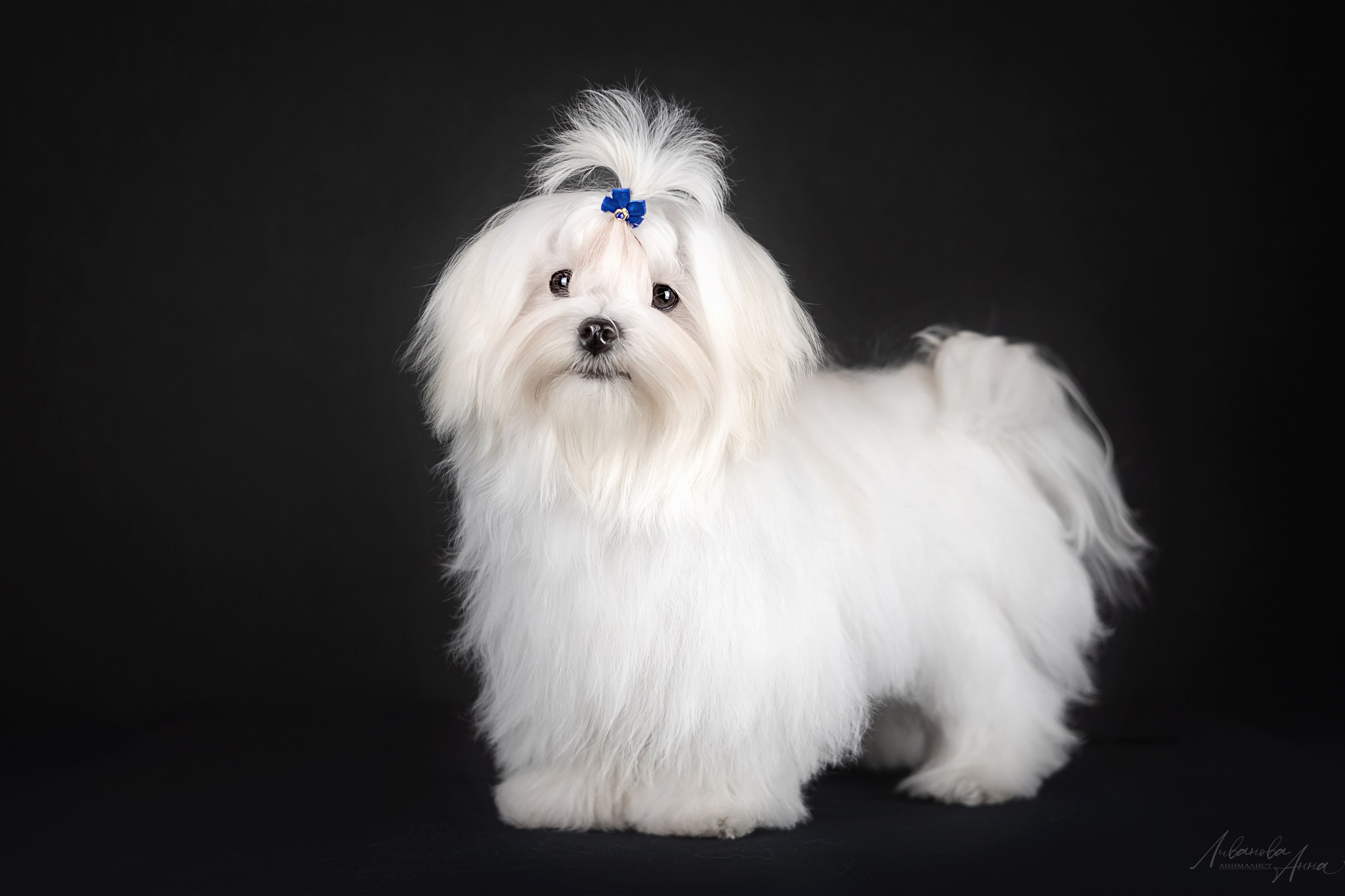 Мальтезе. Фотограф анималист Аня Ливанова | Рыбинск