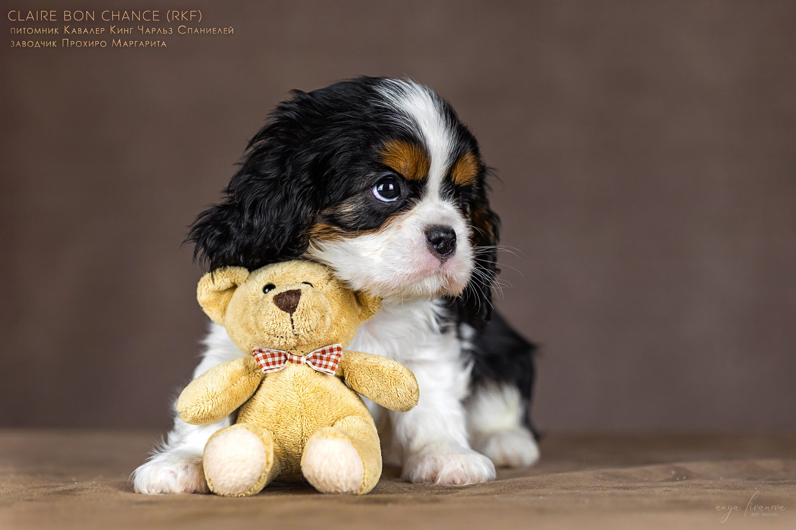 Кавалерчики. Фотограф анималист Аня Ливанова | Рыбинск