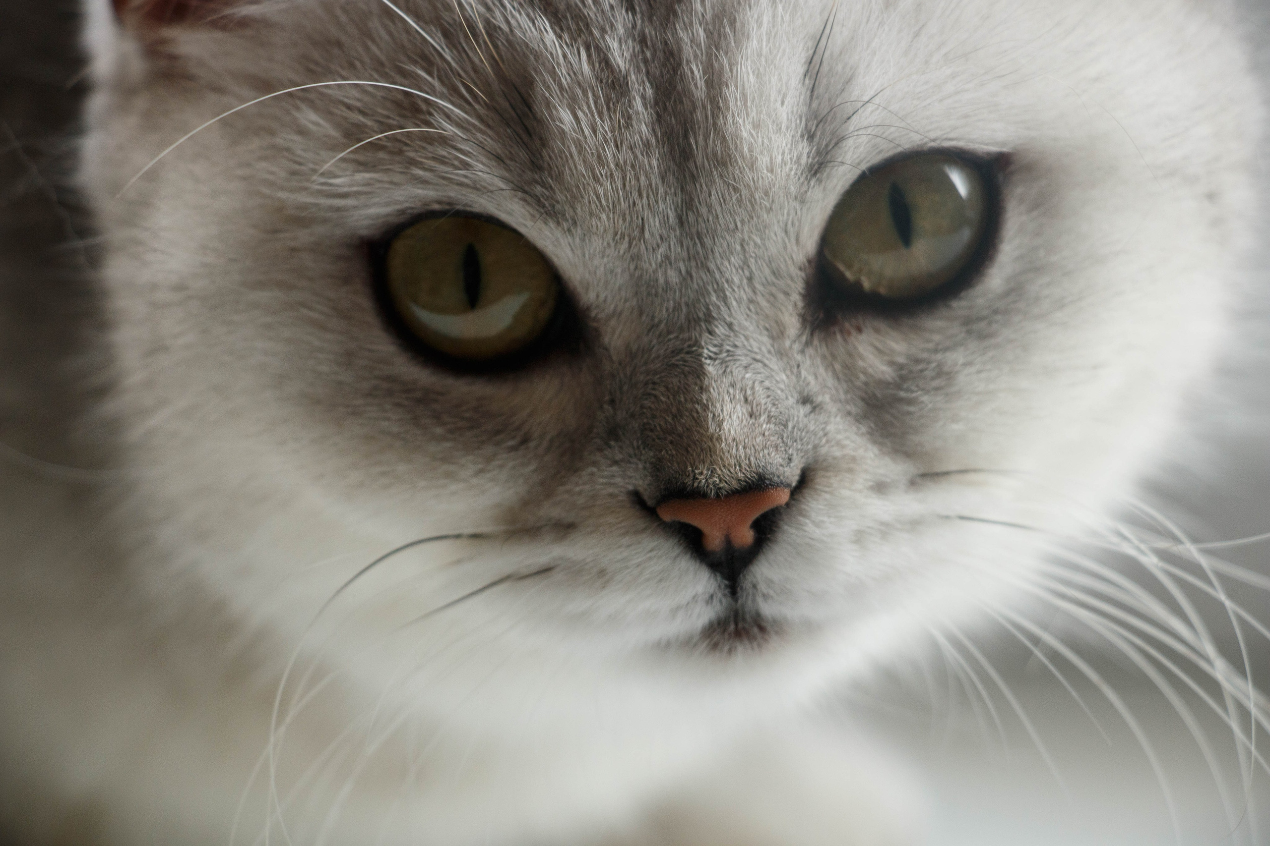 NASTYA & KITTI. Бережно сохраняю ваши чувства и истории на своих фотографиях