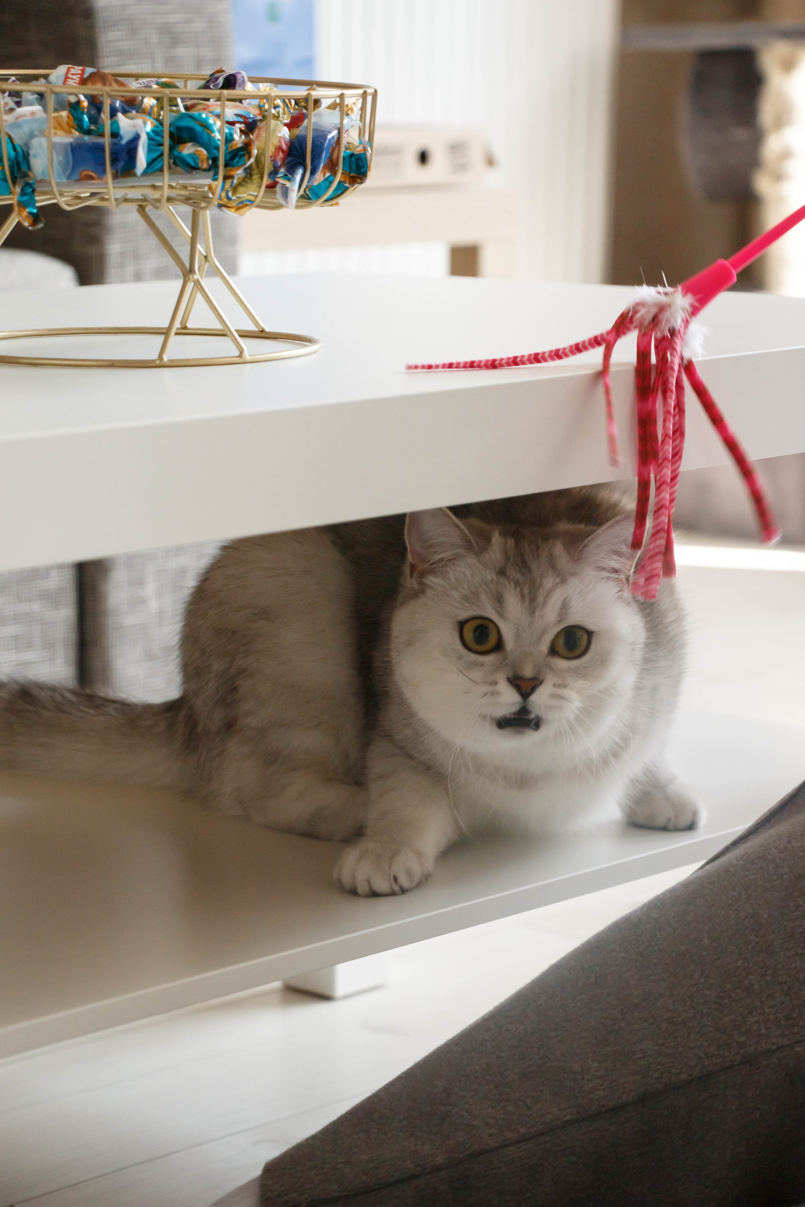 NASTYA & KITTI. Бережно сохраняю ваши чувства и истории на своих фотографиях