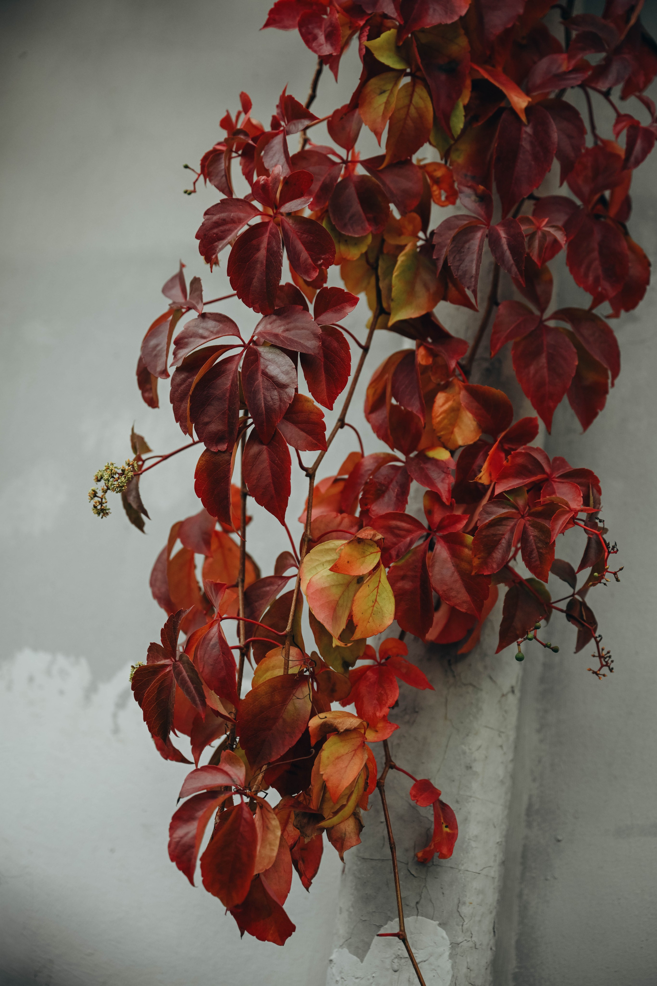 Прогулка Вика. Семейный фотограф в Москве Люберцах Ирина Вронская