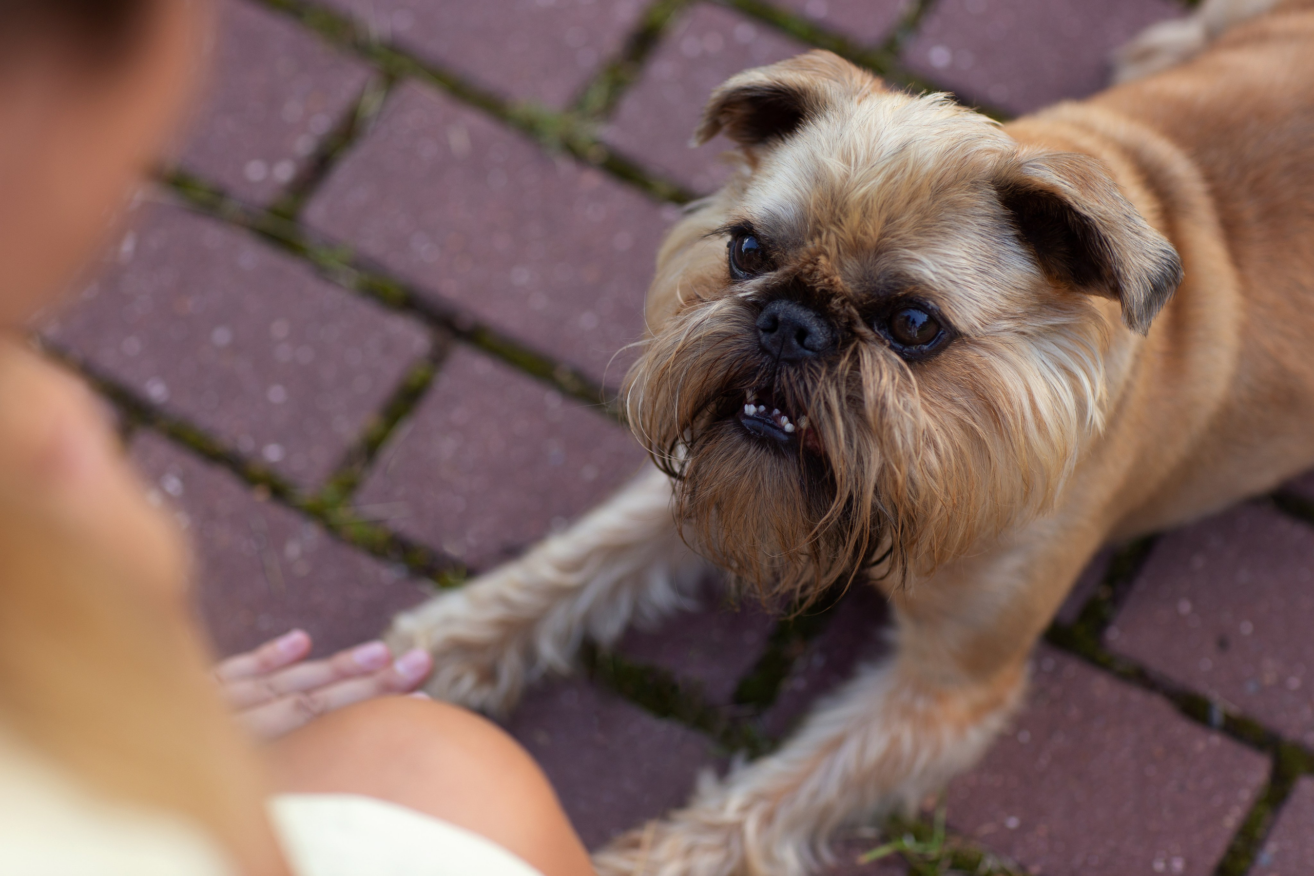 Лена и Барри. Фотограф — Анималист Наталья Тямушева