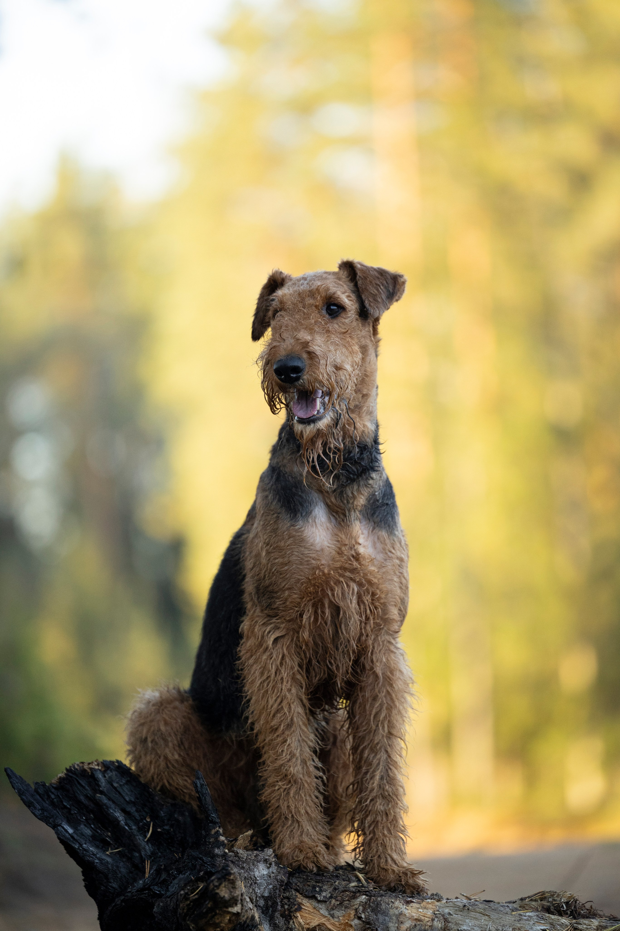 Харди. Фотограф-анималист Анна Маринич