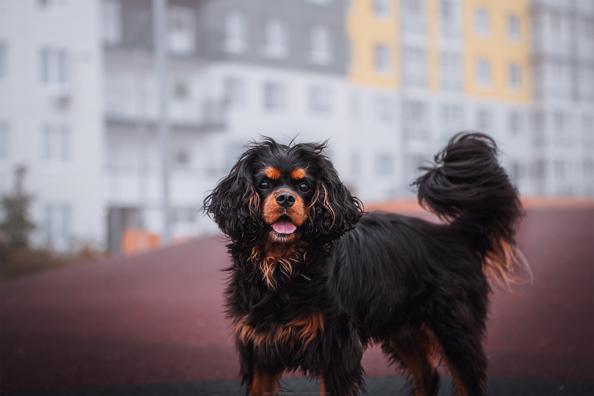 Спаниель Купер. Фотограф анималист Кузнецова Анна Нижний Новгород