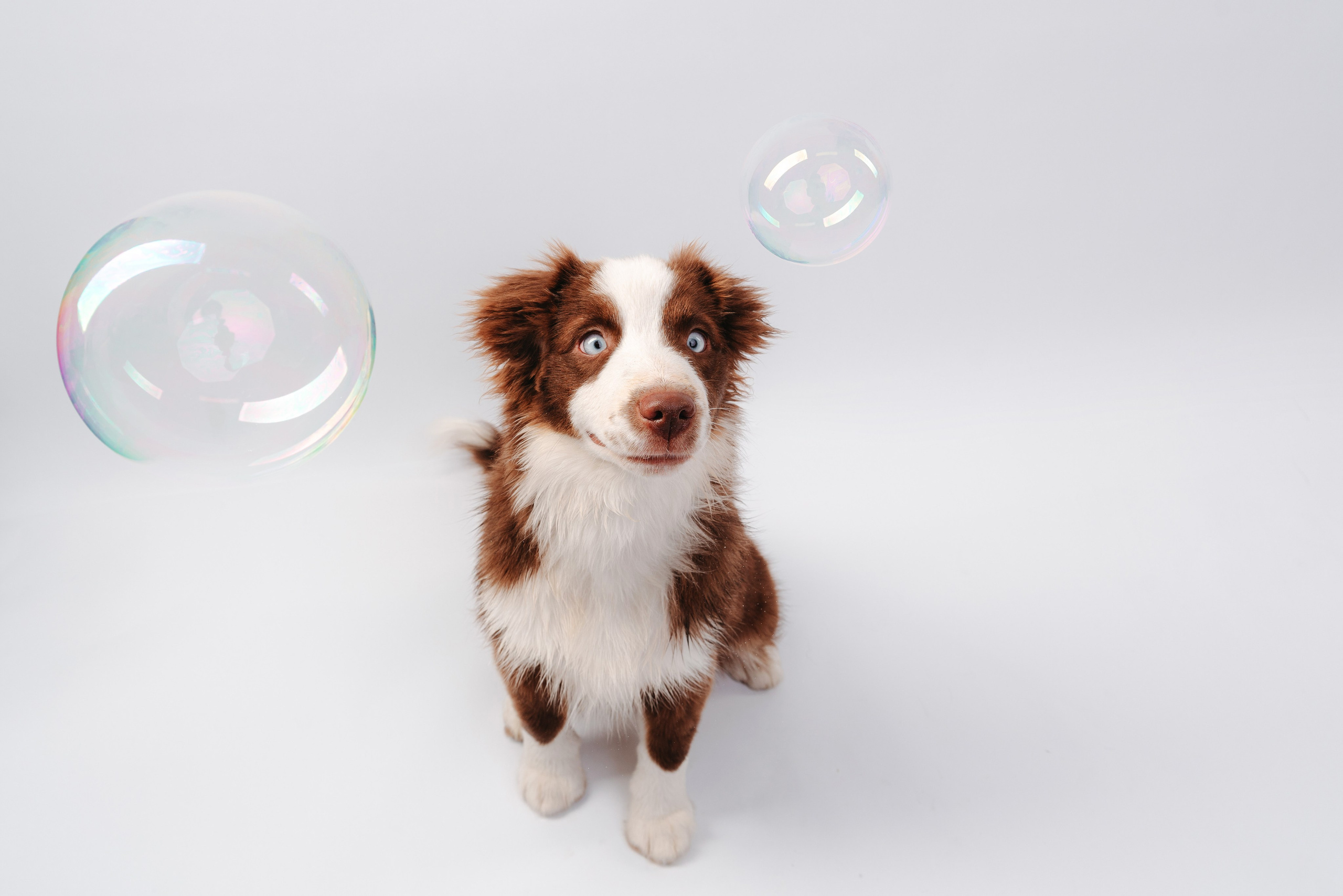 Миниаусси Дайс. Фотограф анималист Осипчикова Мария