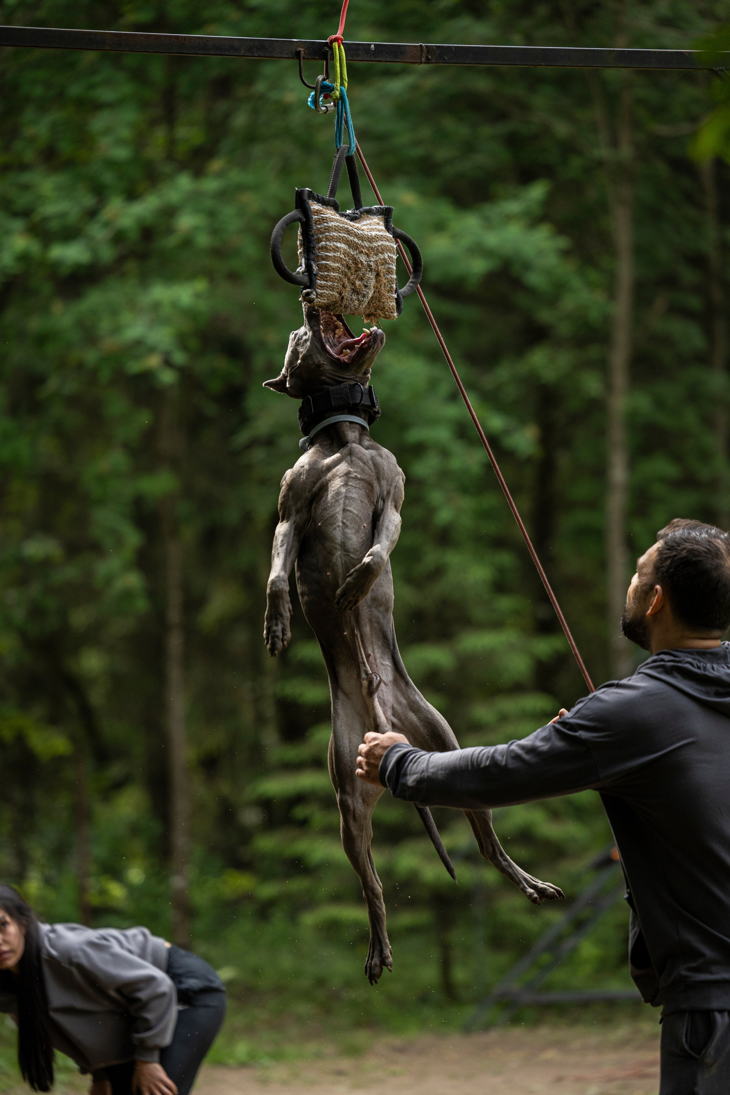 Пит-стафф многоборье. Фотограф-анималист Анна Маринич