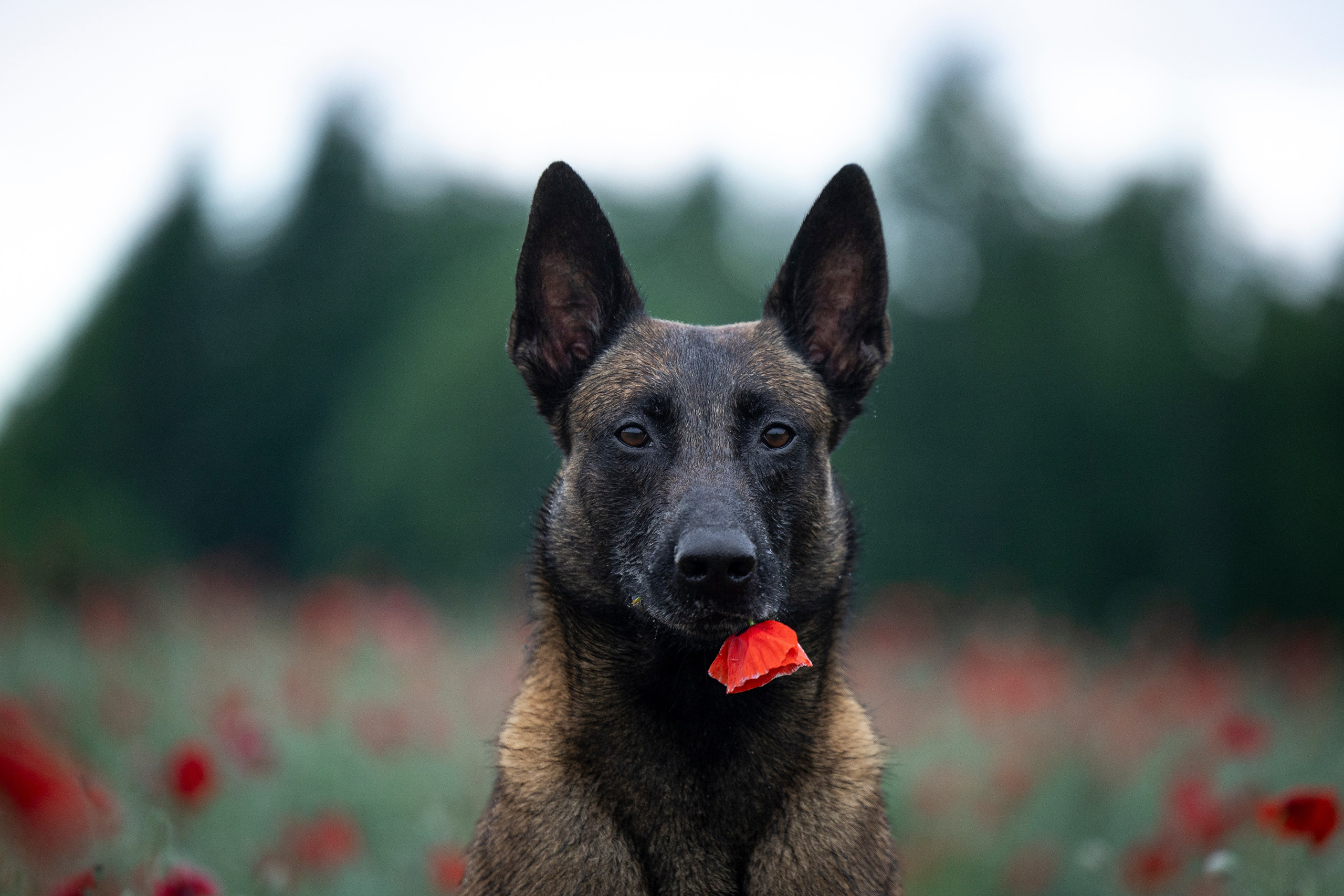 Маковое поле. Фотограф-анималист Анна Маринич