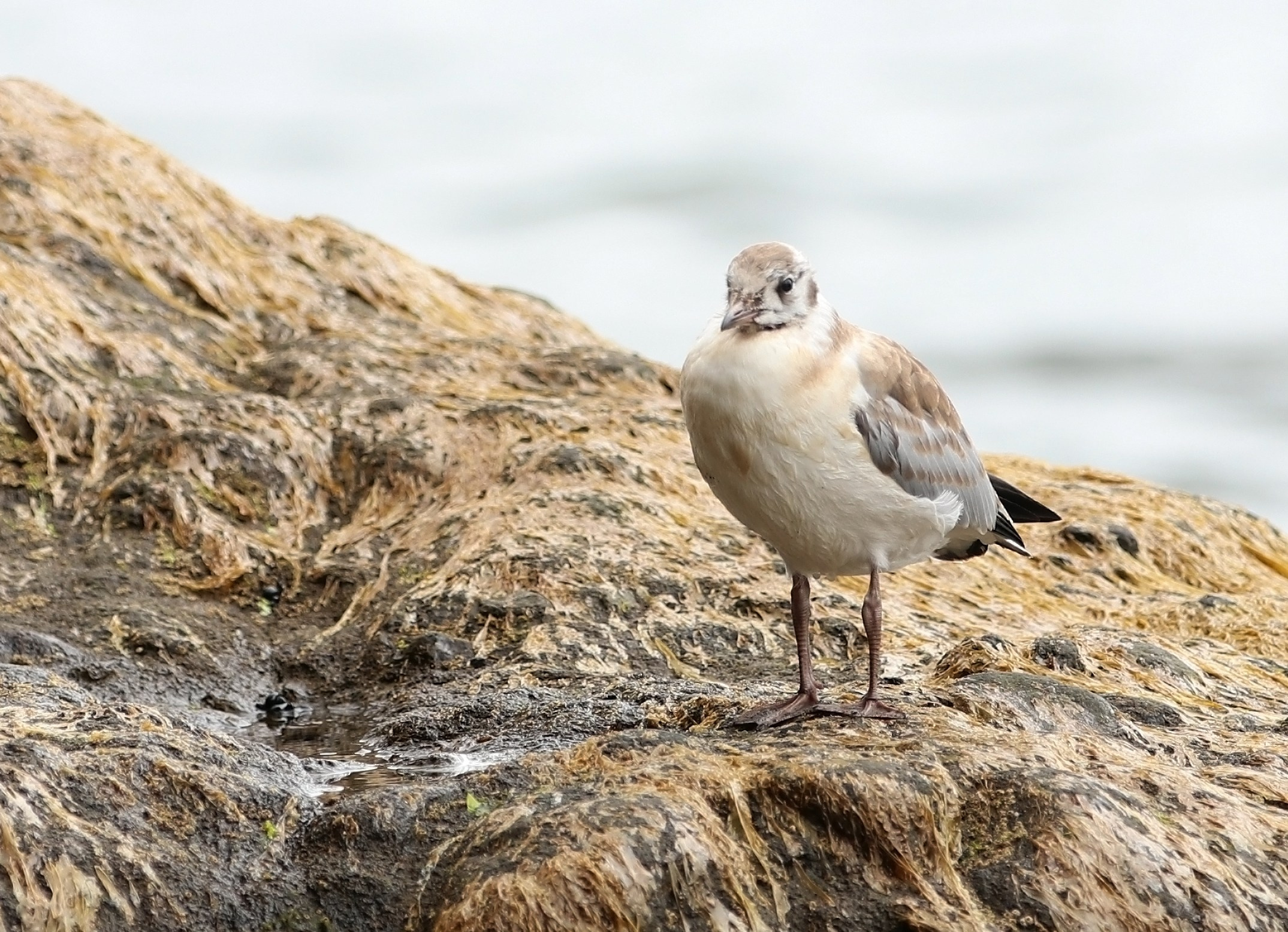 Жители Бухты Завойко