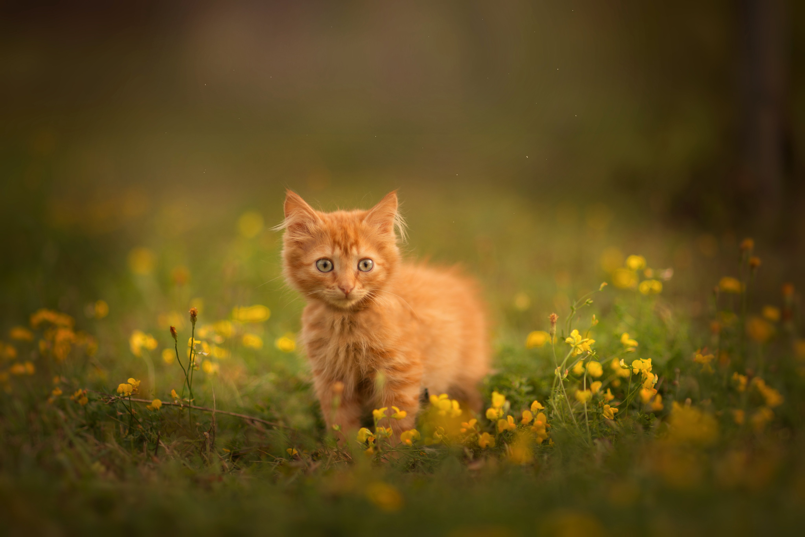 Анималистика. Фотограф Москва — Серпухов — Таруса Ольга Кокеткина
