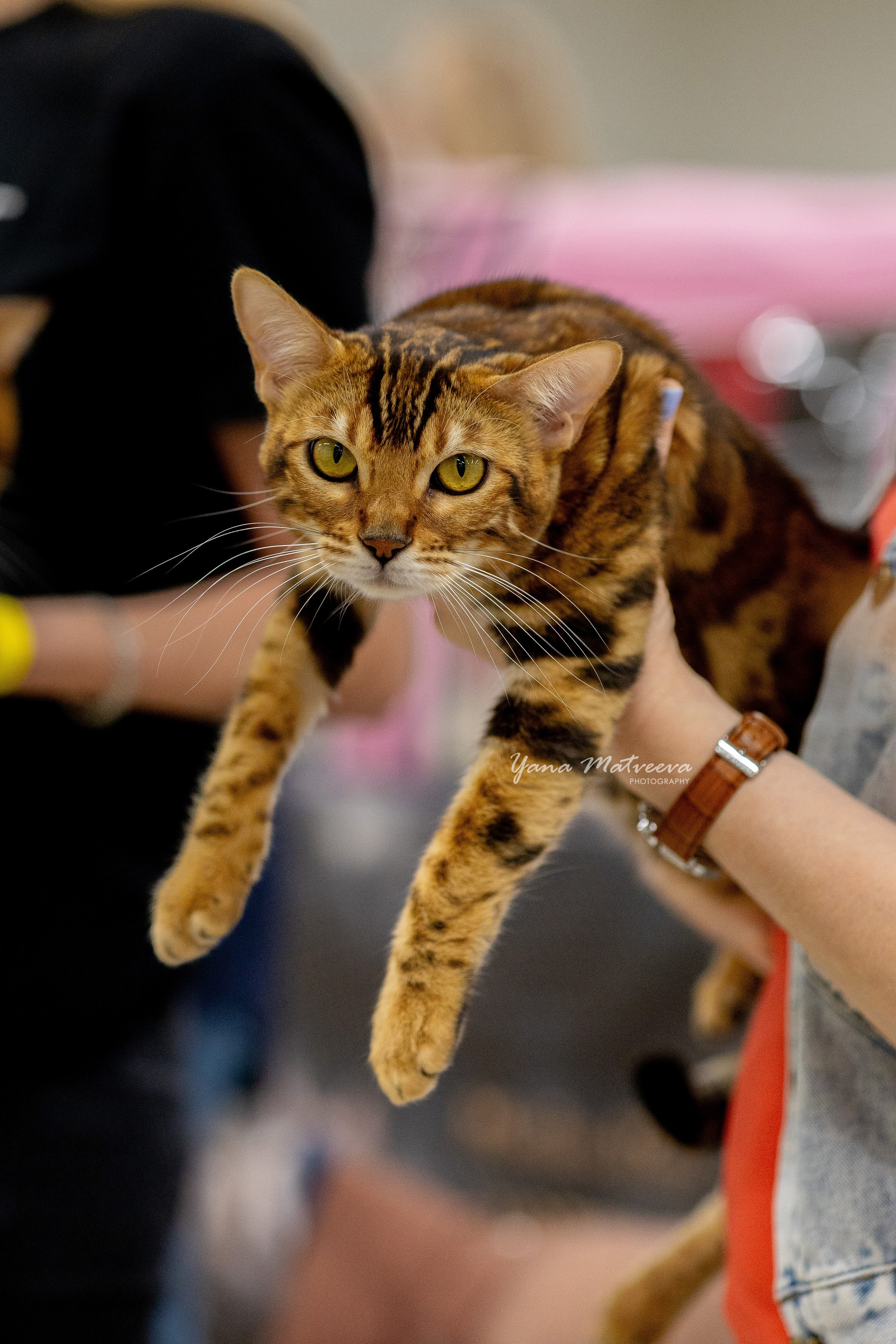 Кошки. Фотограф Яна Матвеева в Ижевске