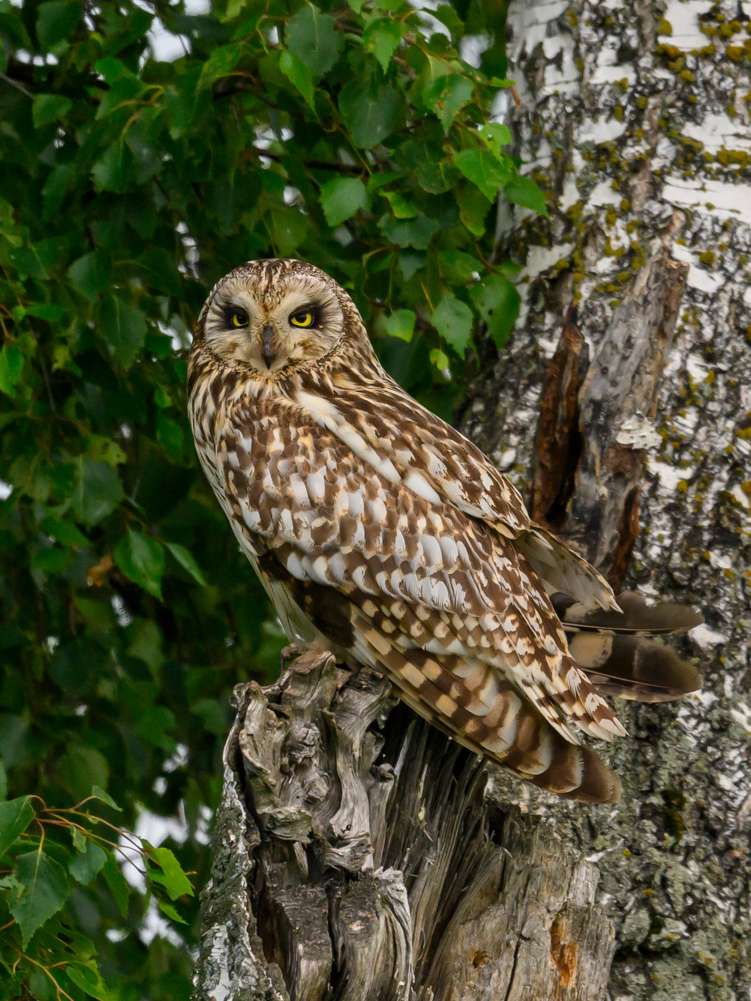 Лунь и трясогузки. Wildlife photography by Sergey Puponin