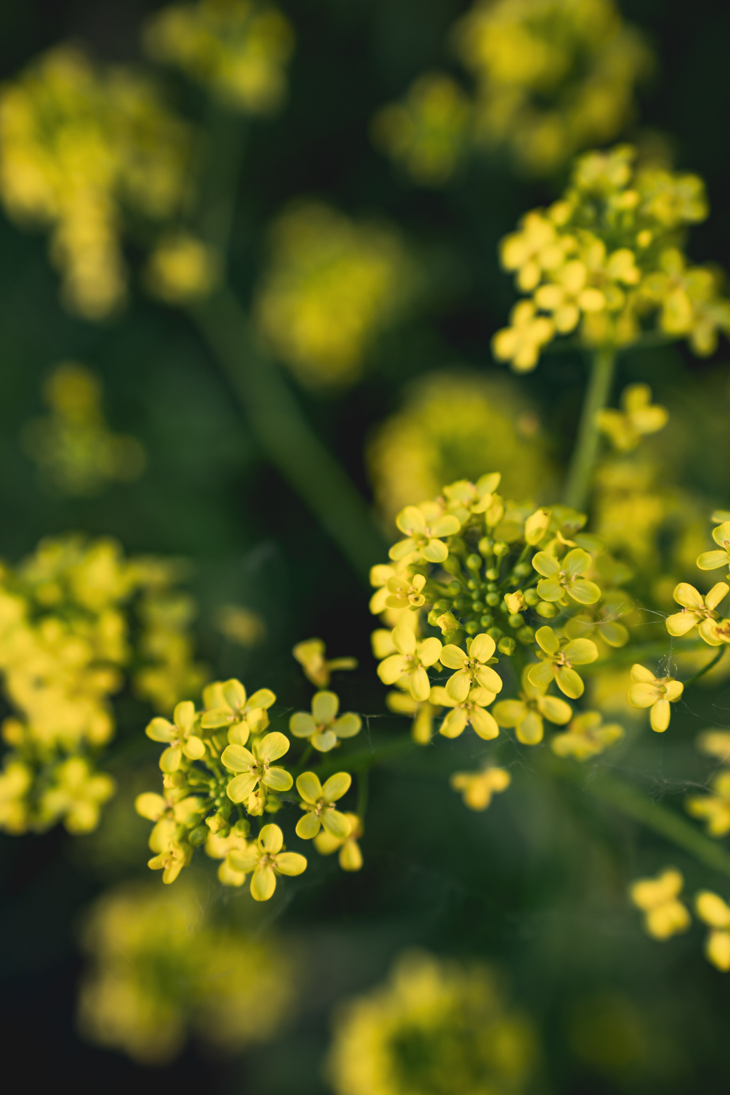 Встреча лета на озере Донцо. Предметный фотограф Санкт-Петербург