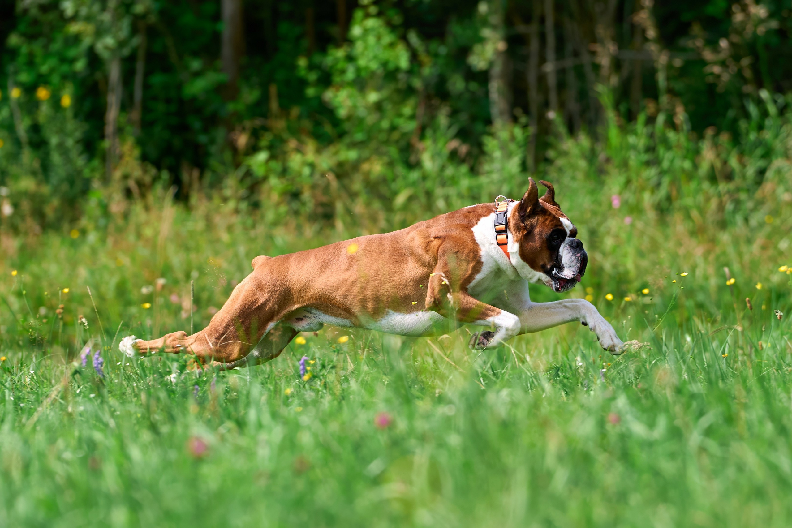 Тренировка по курсингу в Донино. Фотограф-анималист Михаил Манухин