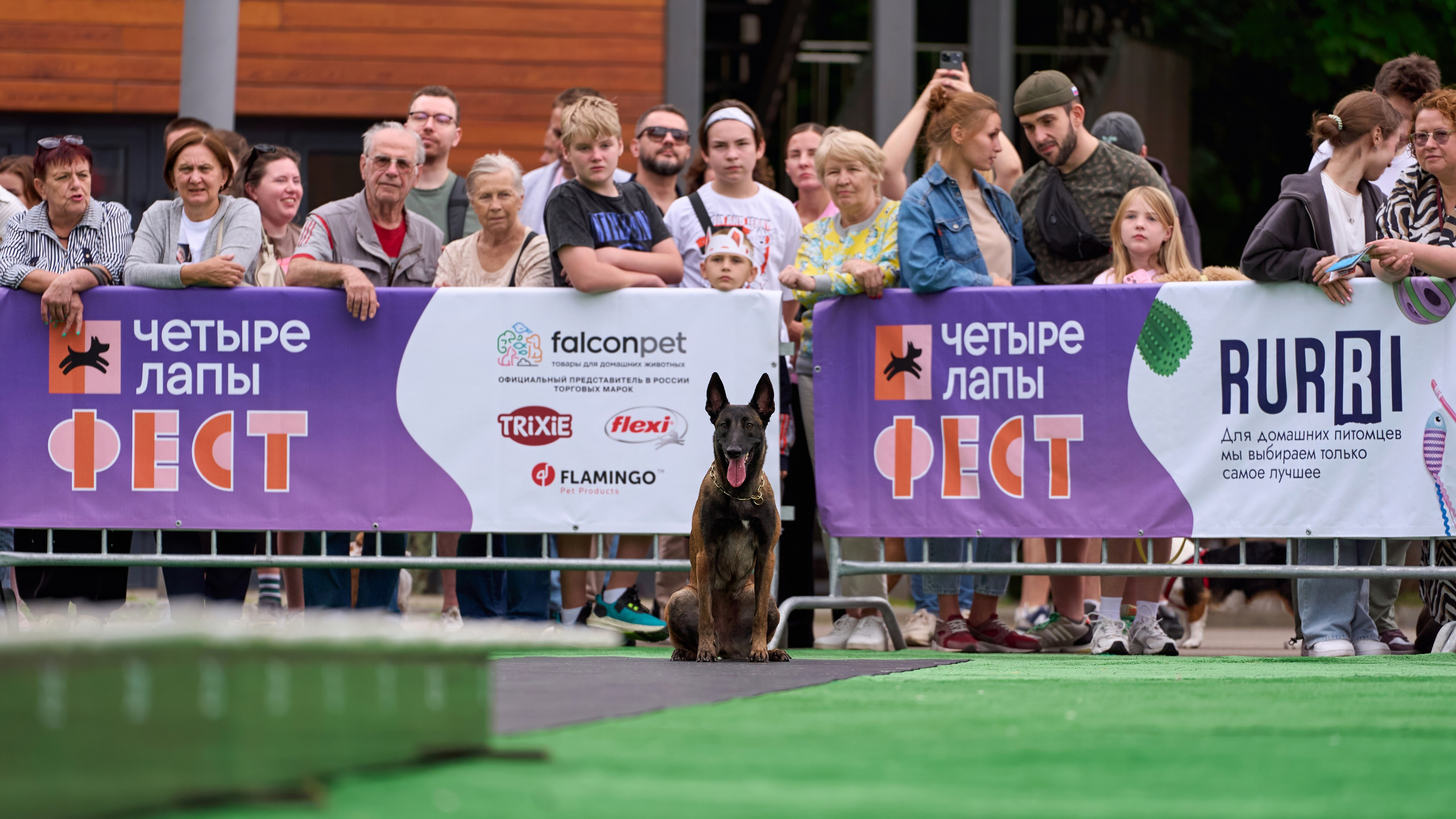 4 лапы Фест. Многоборье. Фотограф-анималист Михаил Манухин
