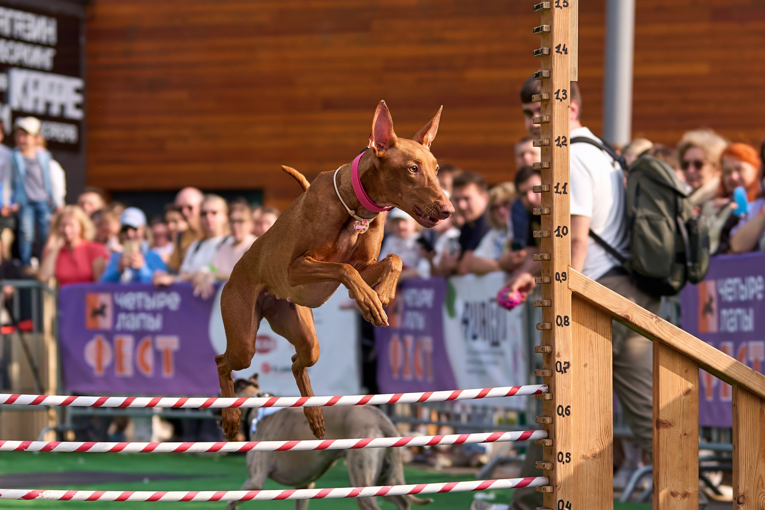 4 лапы Фест. Многоборье. Фотограф-анималист Михаил Манухин