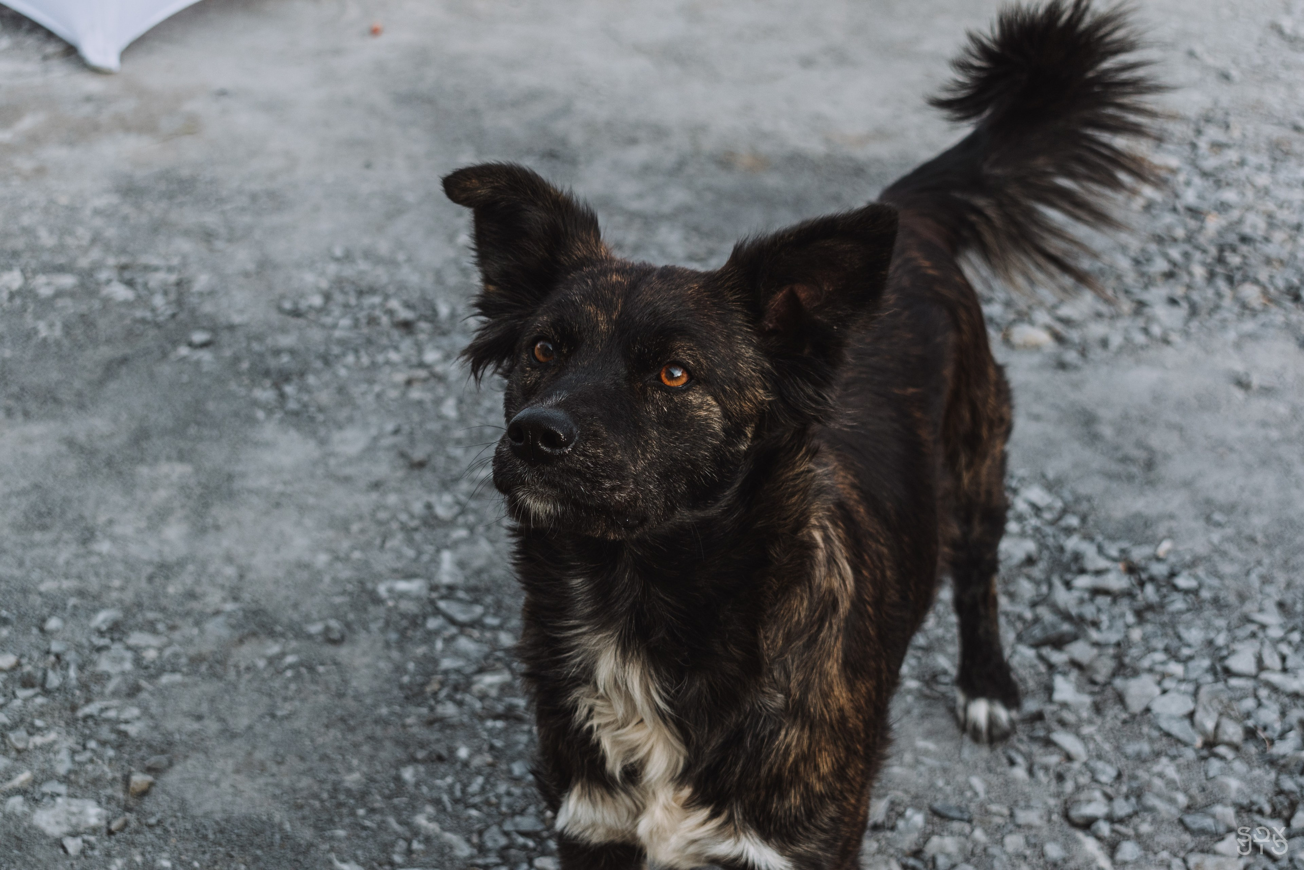 Строительная компания SHANTUI