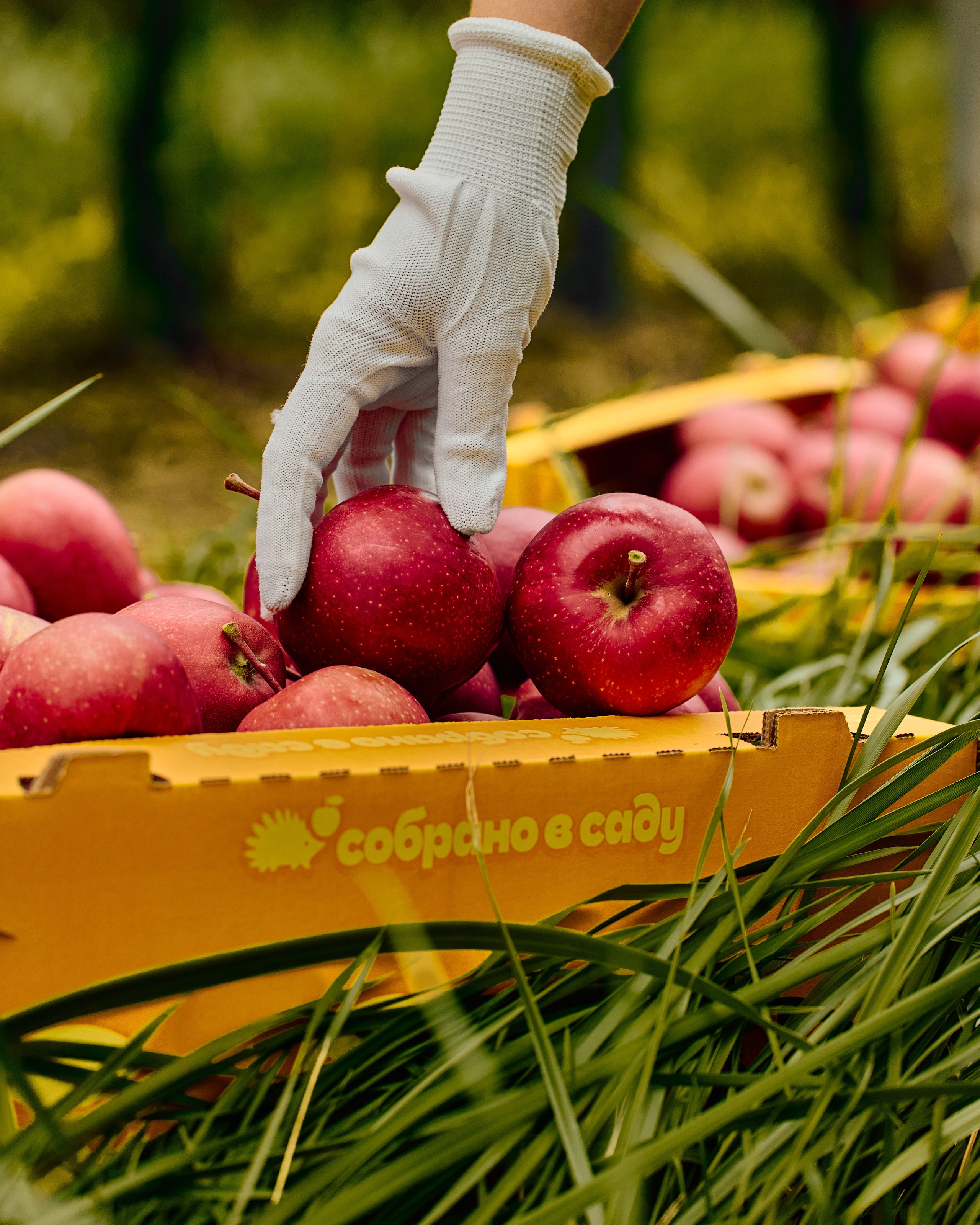 Собрано в саду. Святослав Лебедев | Рекламный фотограф — Коммерческая съемка, Арт-дирекшн, AI-интеграция