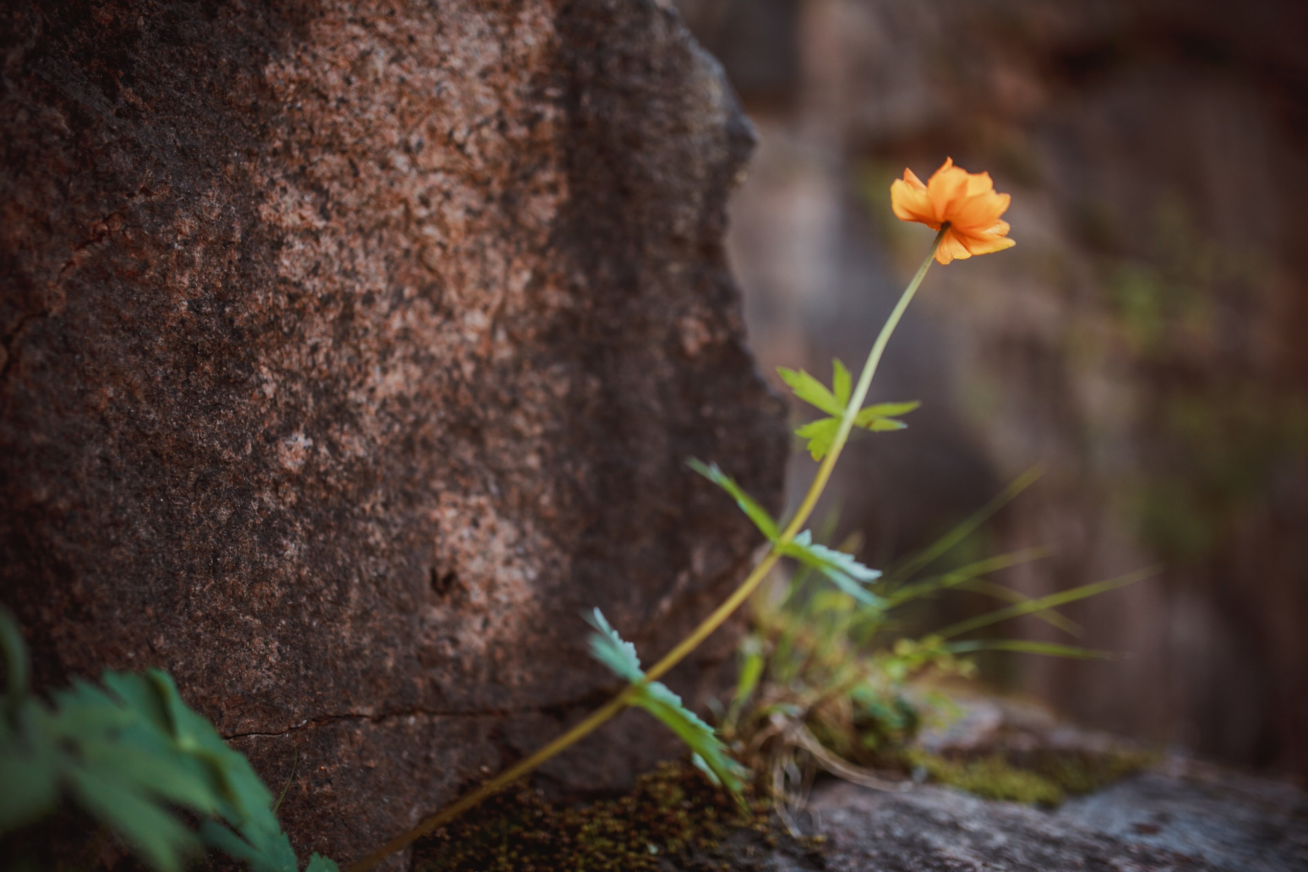 Иван и Кристина. Семейный и репортажной фотограф в Красноярске и Москве Виктор Бабинцев