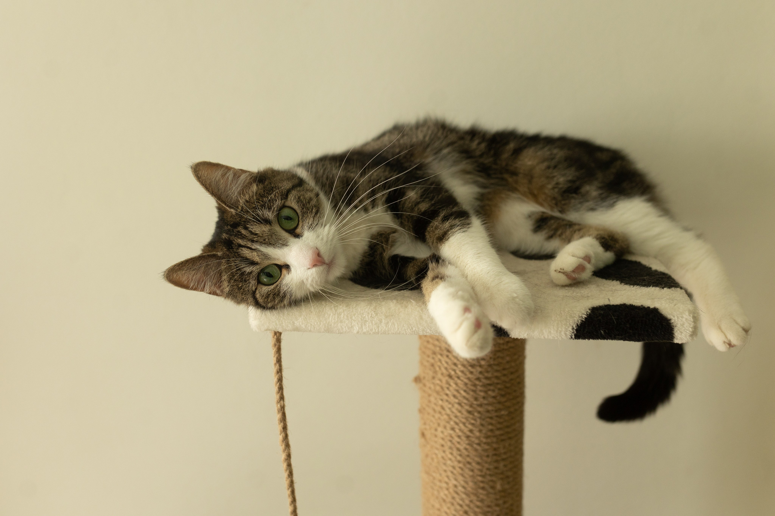 Весеннее настроение. Фотограф из Петербурга