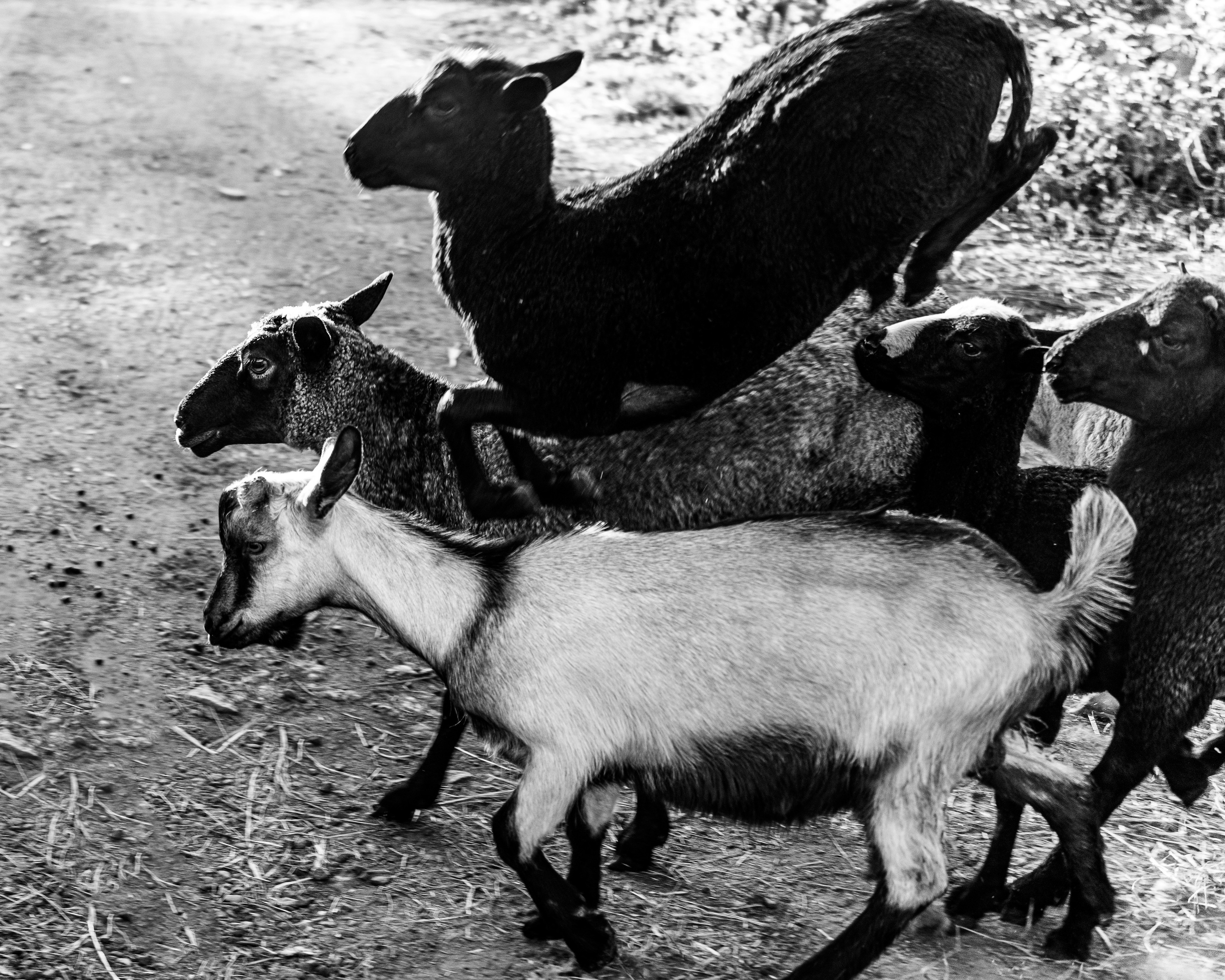 Ч.б. фотографии. Фотографии Лены Соколовой