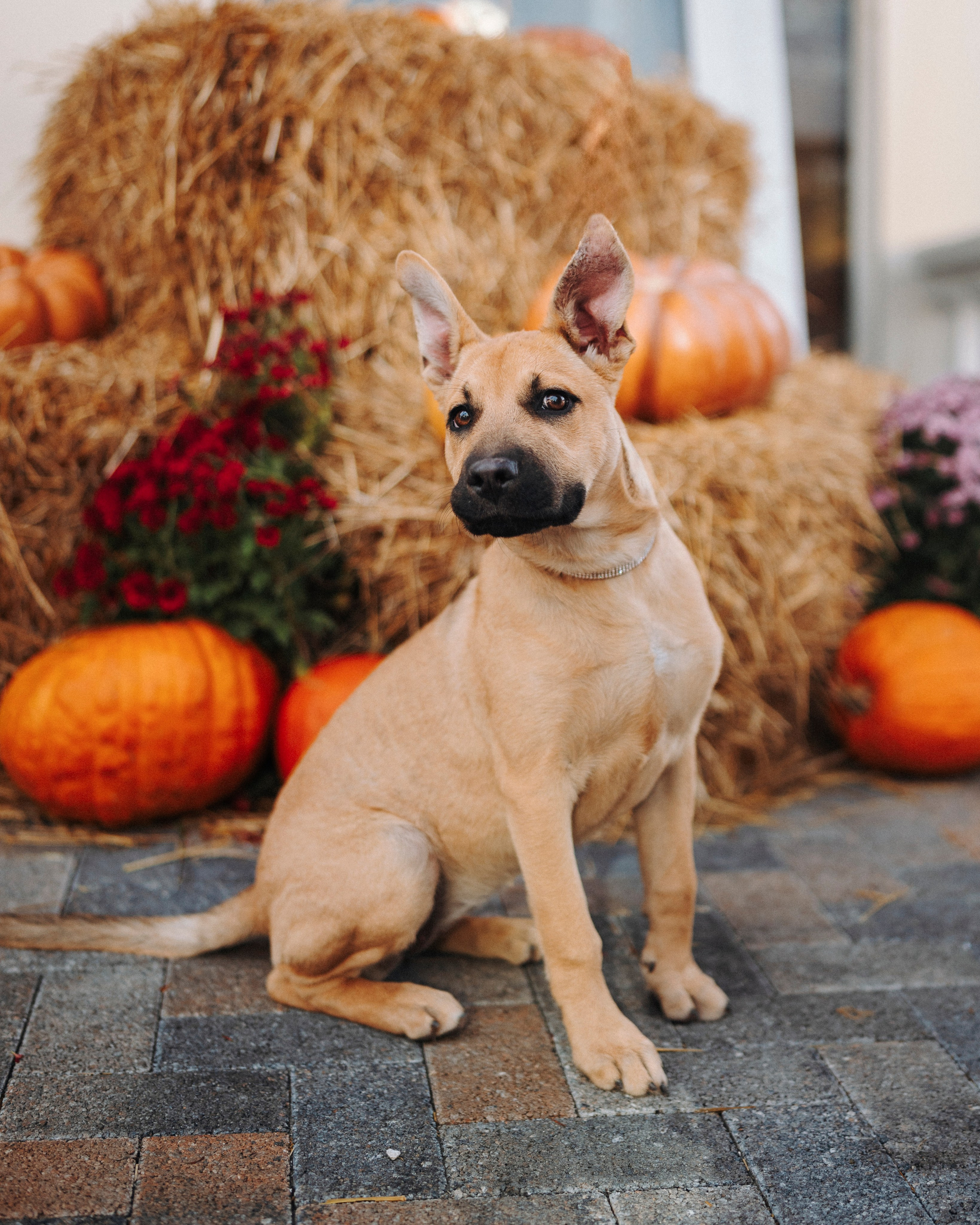 Животные. Фотограф Сочи-Краснодар