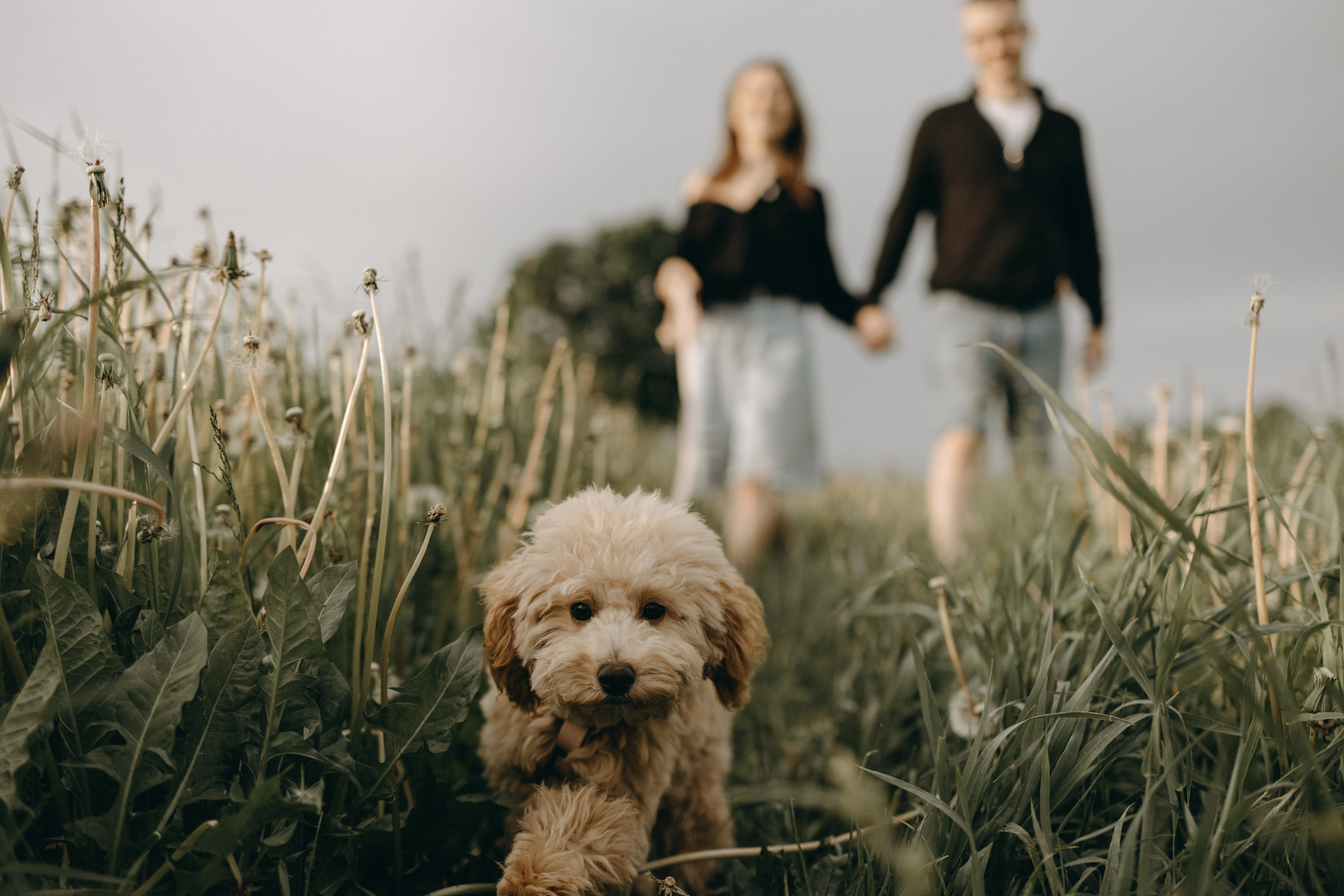 Мия и ее семья. Фотограф — Анималист | Санкт-Петербург