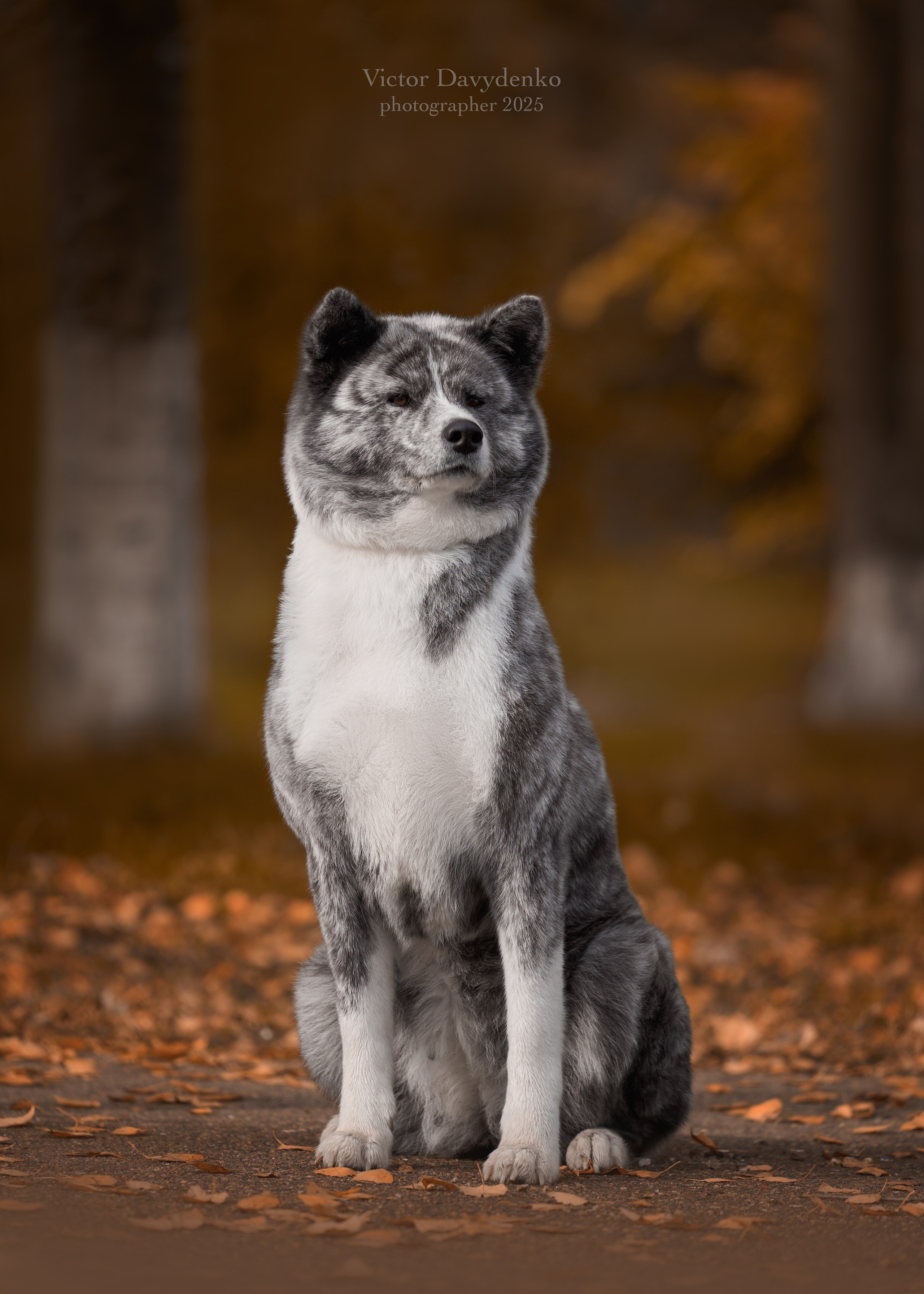 фотосессия собак краснодар выставка собак фотограф анималист сочи японская акита